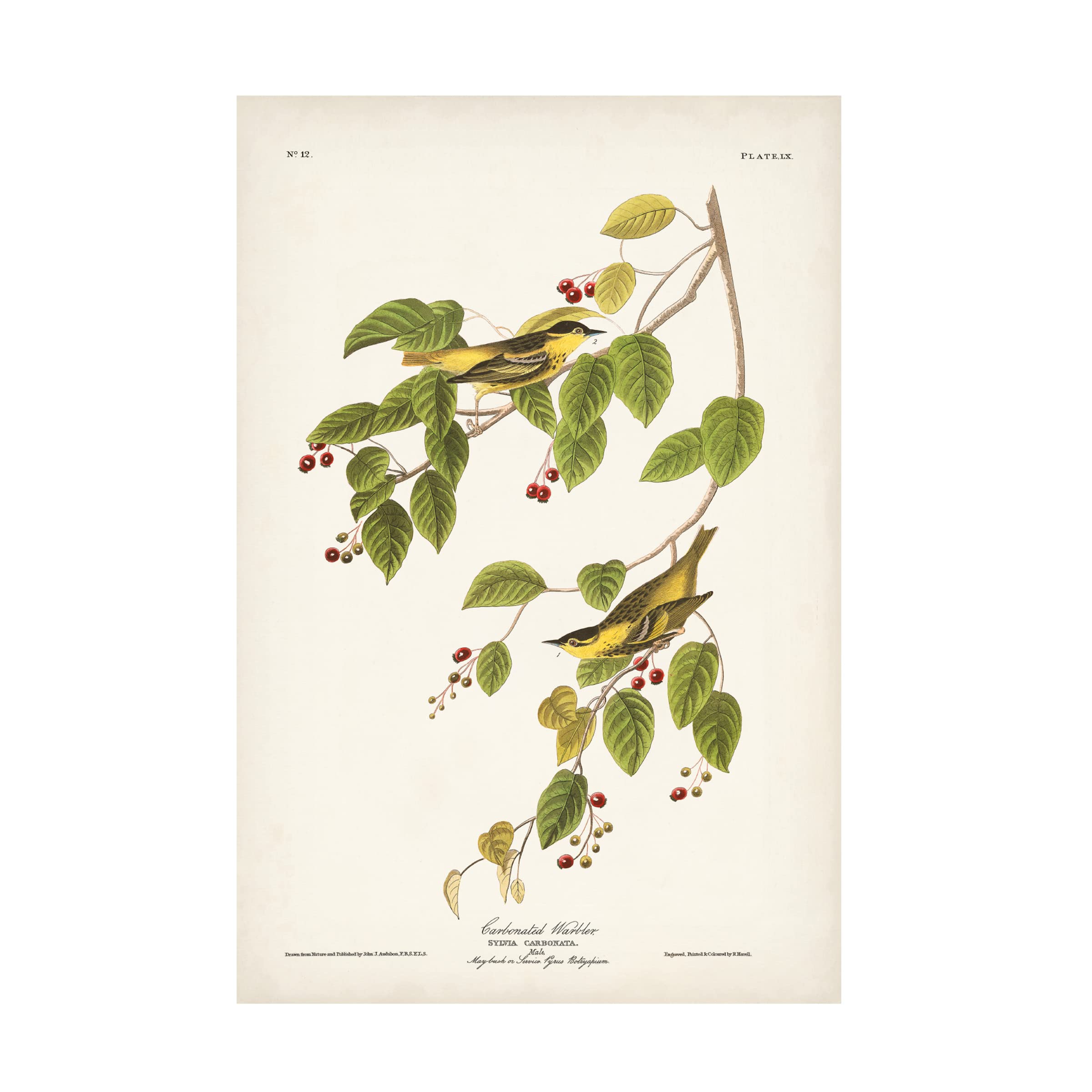 Trademark Fine Art 'Carbonated Warbler' Canvas Print by John James Audubon - 30x47 Inch Nature Bird Wall Art for Living Room, Bedroom & Office Decor