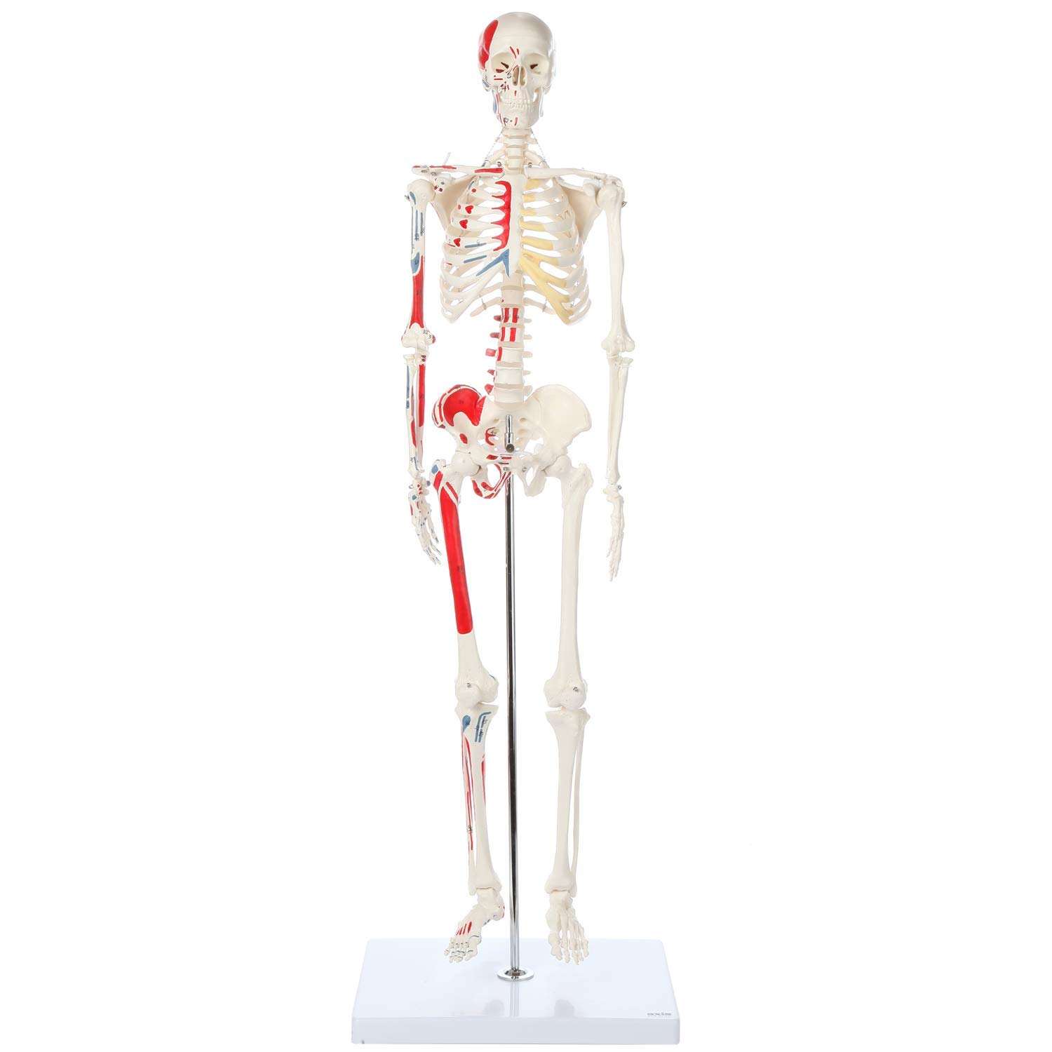 1/2 Life Size Muscular Skeleton Model - 85cm Anatomical Muscle Figure with Numbered Details | Perfect for Medical Education, Classroom Demonstrations & Science Labs