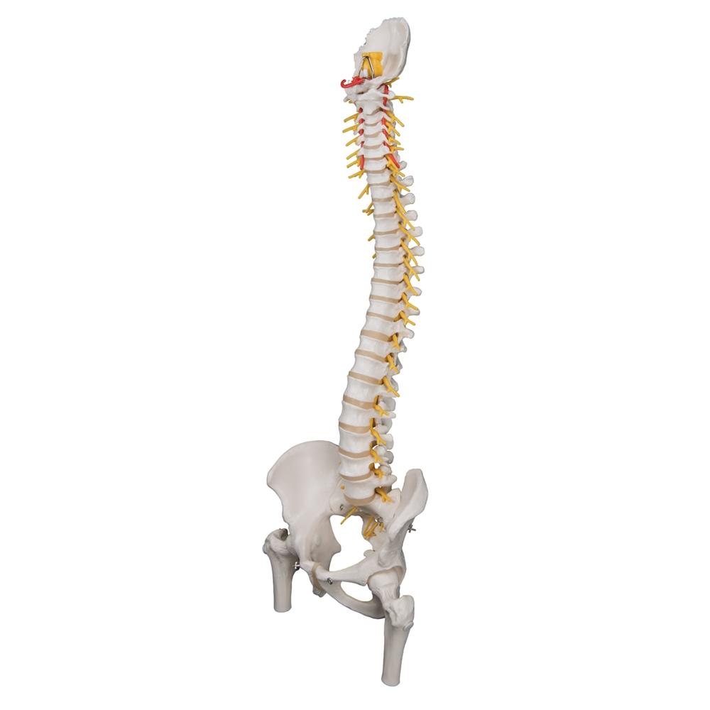 Premium Flexible Spine Model with Femur Heads - Anatomical Study Tool for Medical Students, Chiropractors & Physical Therapists - Perfect for Classroom, Clinic & Training Demonstrations