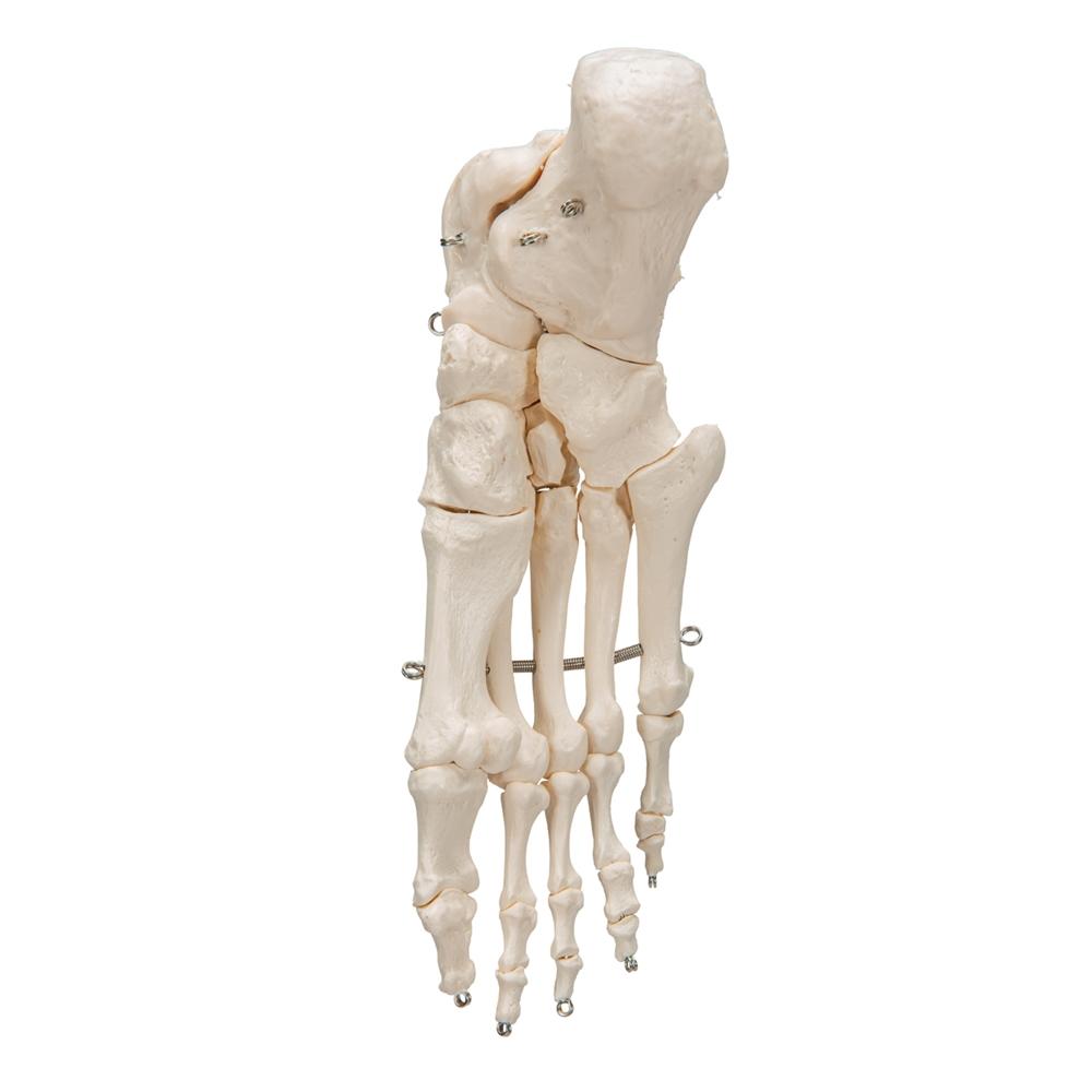 Foot Skeleton Wire Mounted - Halloween Decor, Gothic Home Decor, Anatomical Display for Medical Offices & Haunted Houses