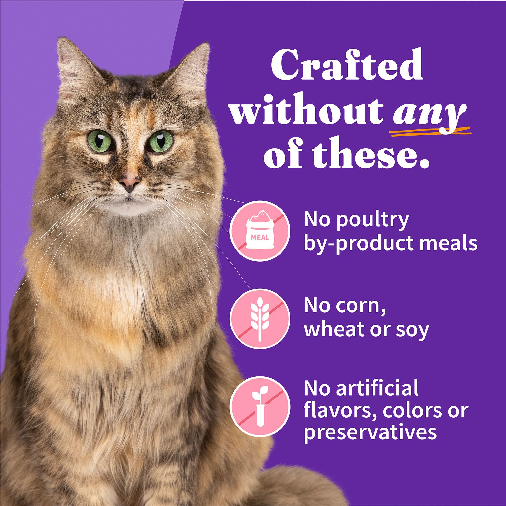 Premium Grain-Free Wet Cat Food - Halo Whole Salmon Stew Recipe Pate for Extra Hydration, 5.5oz Cans (Pack of 12) - High Protein Moist Cat Food for Adult & Senior Cats - Perfect for Picky Eaters & Hydration Support