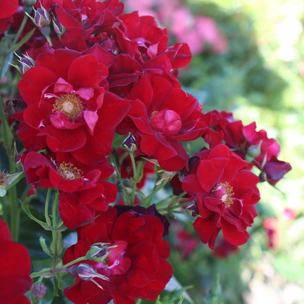 Heirloom Roses Keep in Touch Red Floribunda Rose Bush - Live Outdoor Garden Plant for Landscaping, Borders & Romantic Gardens