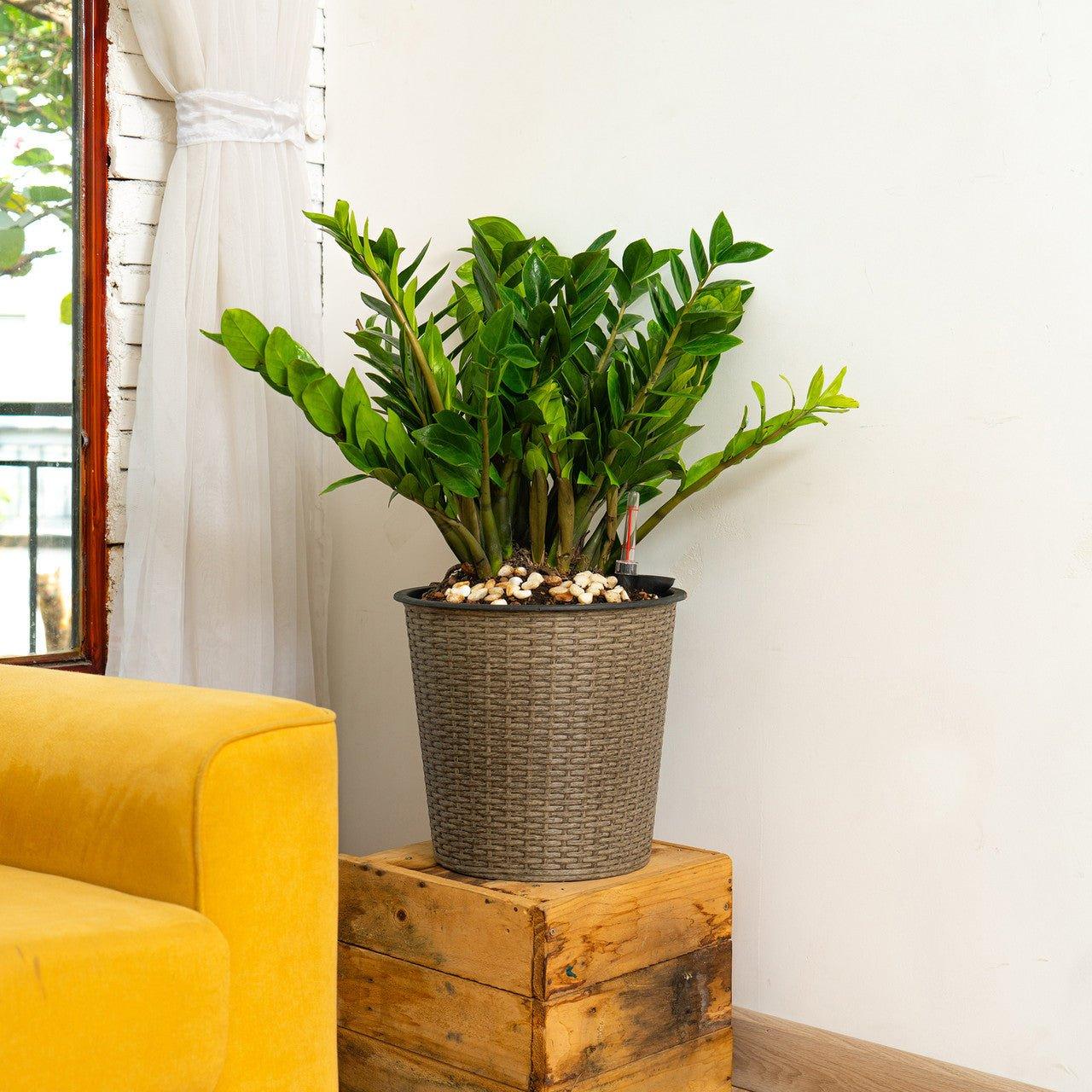 CATLEZA Round Wicker Planter Basket - Natural Rattan Flower Pot for Indoor Outdoor Plants, Home Garden Decor - Perfect for Patio, Balcony, Living Room & Office Decor