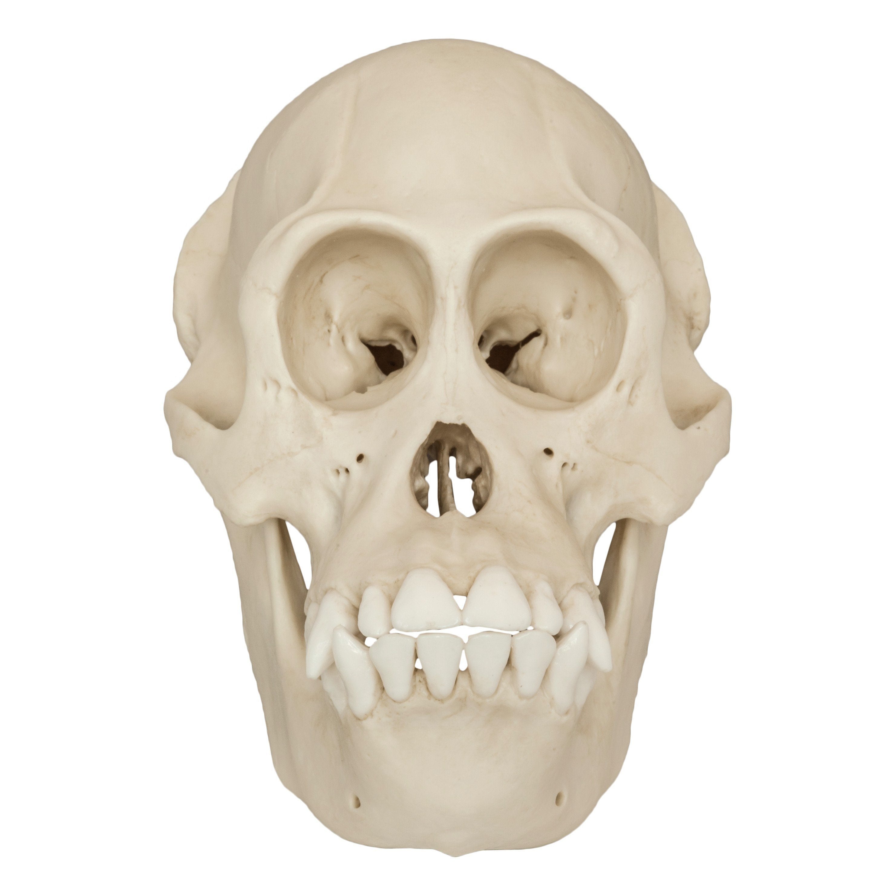 Authentic Bornean Orangutan Skull Replica - Female - Perfect for Educational Displays, Anthropology Studies & Home Decor