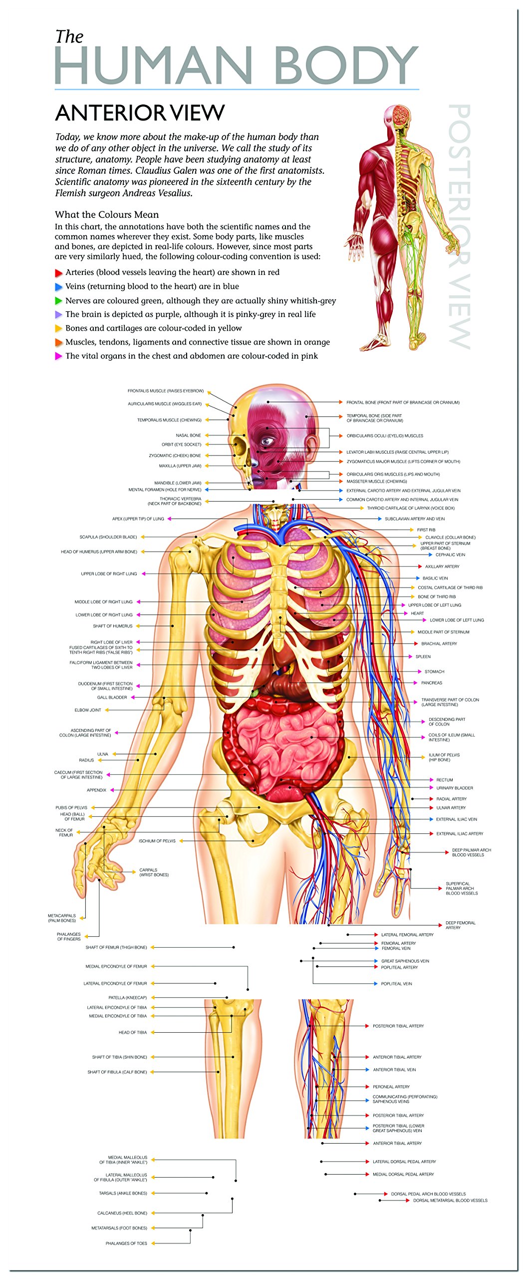 Human Body Educational Box Set - Interactive Learning Kit for Kids | Explore Anatomy & Biology | Perfect for Homeschooling & Classroom Science Activities
