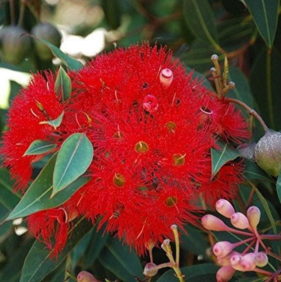 Palm Beach Medicinal Herbs - Red Flowering Gum Eucalyptus Seeds (Corymbia Ficifolia) - Pack of 5 - Perfect for Home Gardening & Landscaping
