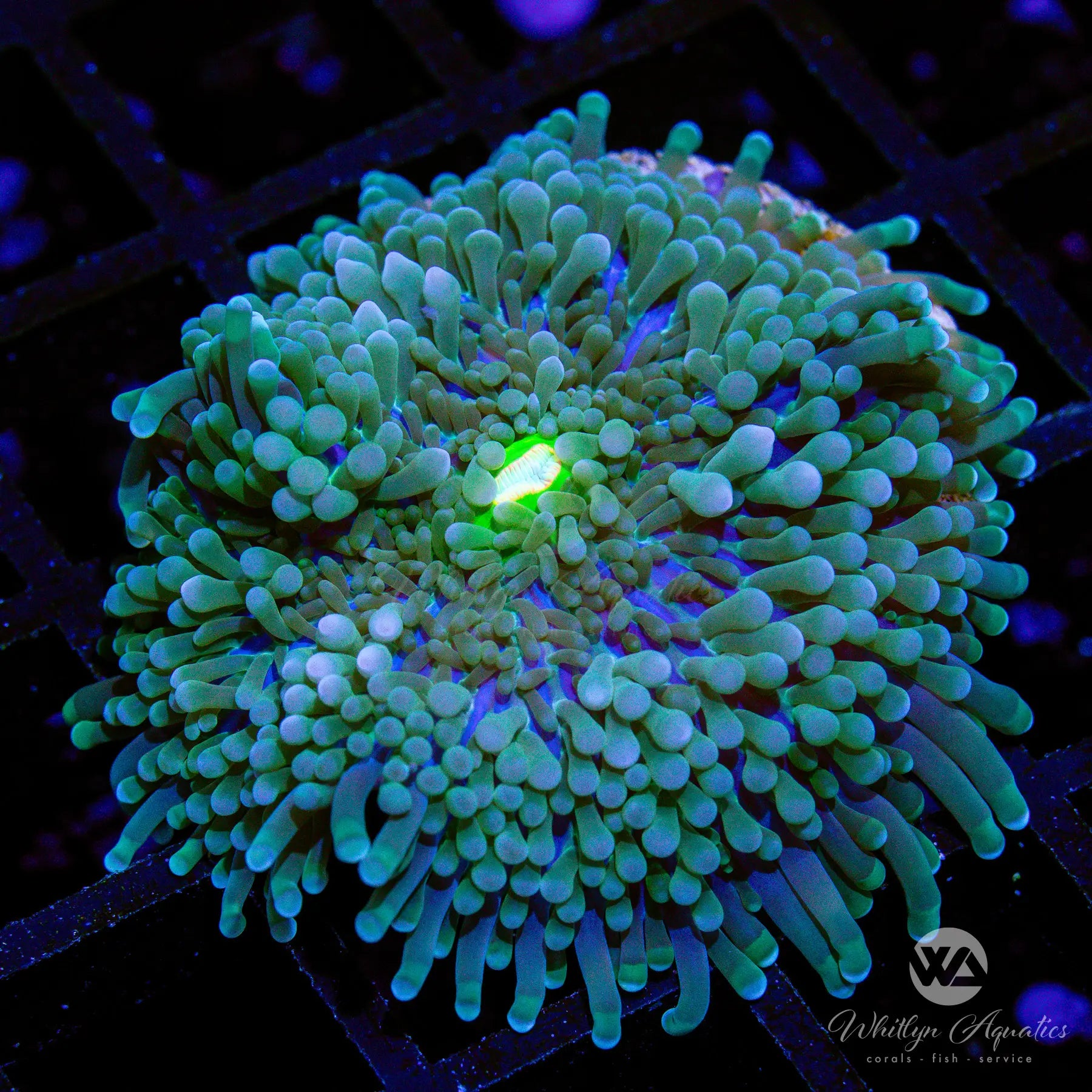 B17 WA Bluegrass Ricordea Mushroom Coral - Premium Saltwater Aquarium Coral for Reef Tanks (WYSIWYG) - Perfect for Coral Propagation and Marine Aquascaping