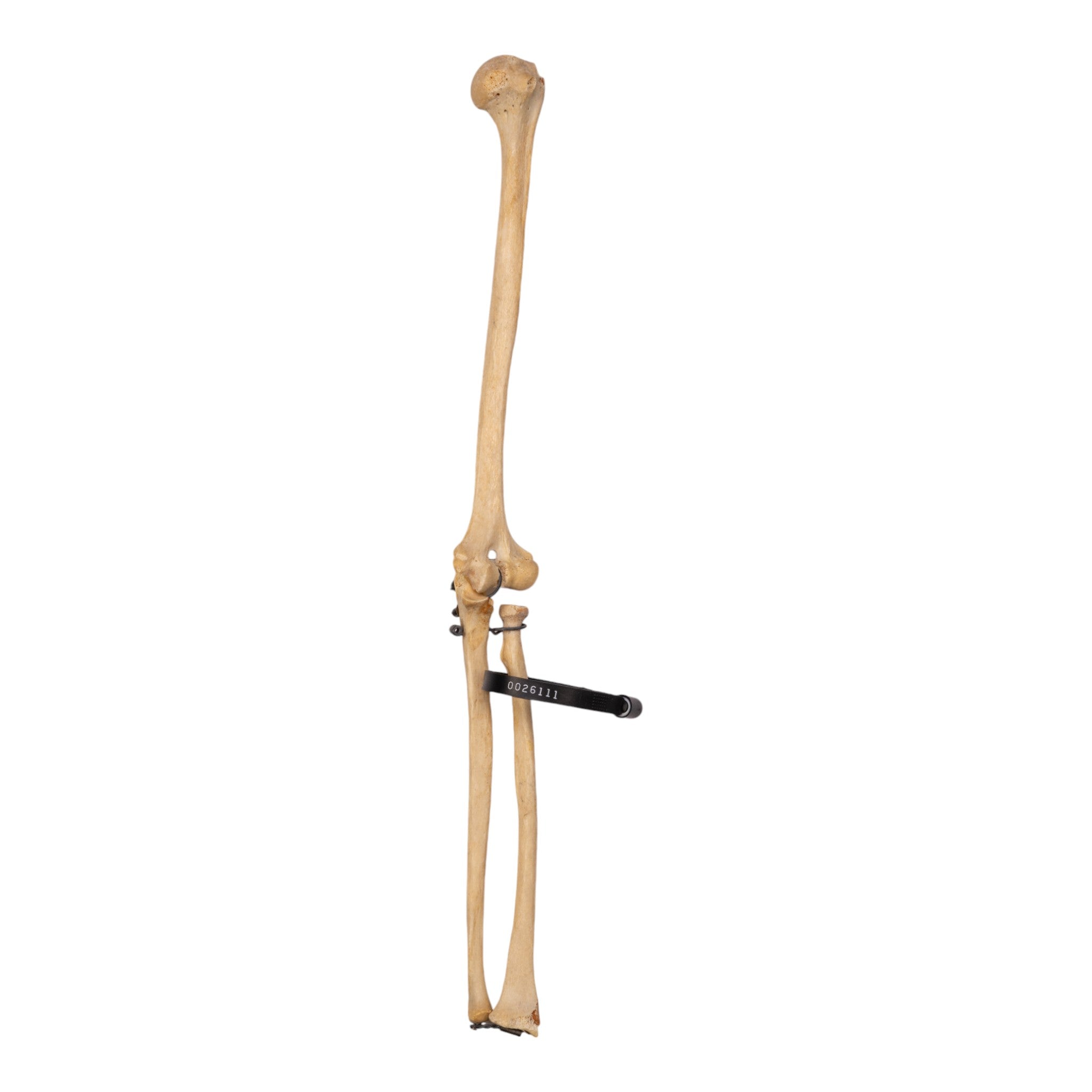 Realistic Human Left Arm Model - Articulated & Partial for Medical Training, Anatomy Study & Art Reference