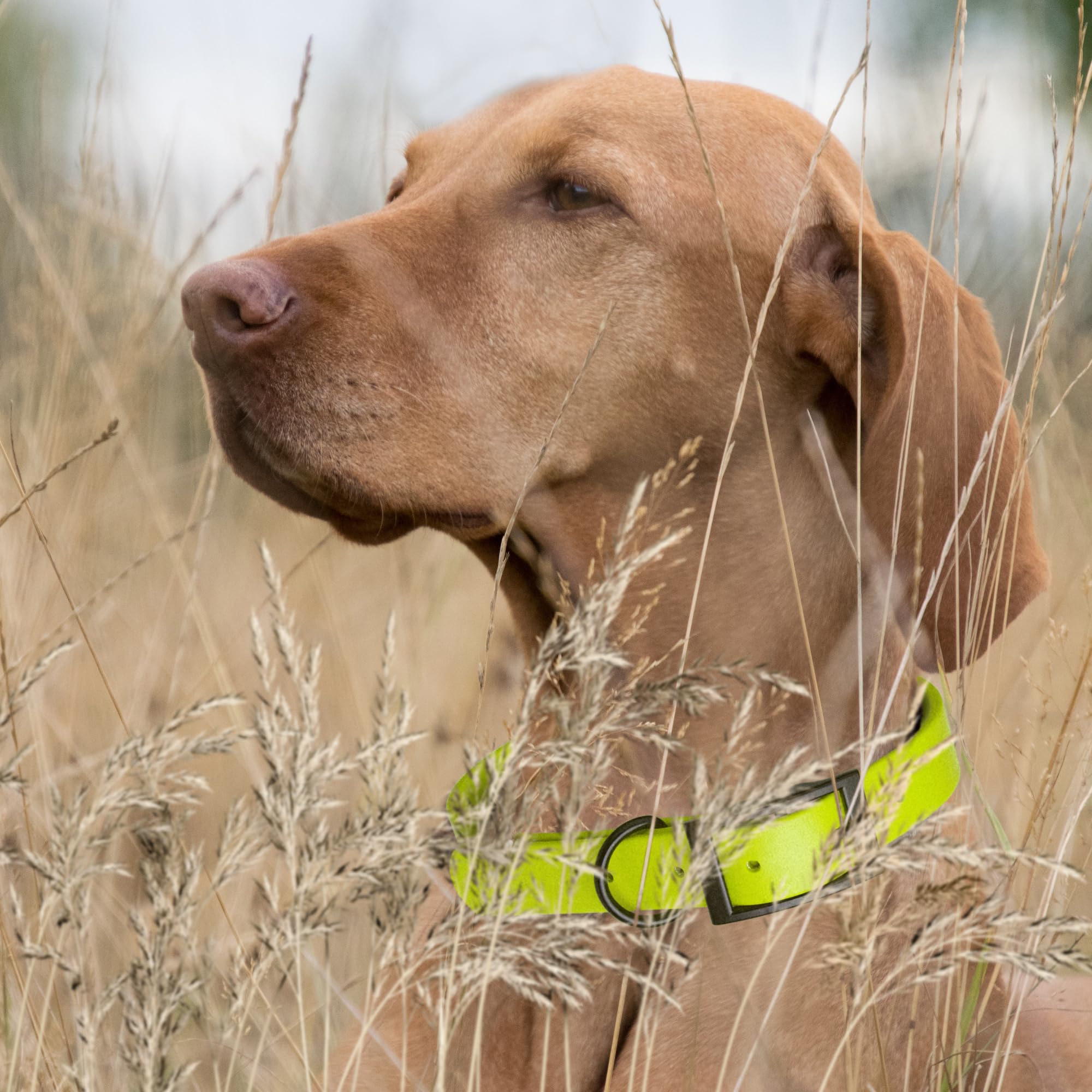**Waterproof Biothane Dog Collar - Durable Coated Nylon Webbing with Black Hardware, Odor-Proof, Easy to Clean for Small, Medium & Large Dogs (Safety Yellow) - Perfect for Hiking, Swimming & Outdoor Adventures**