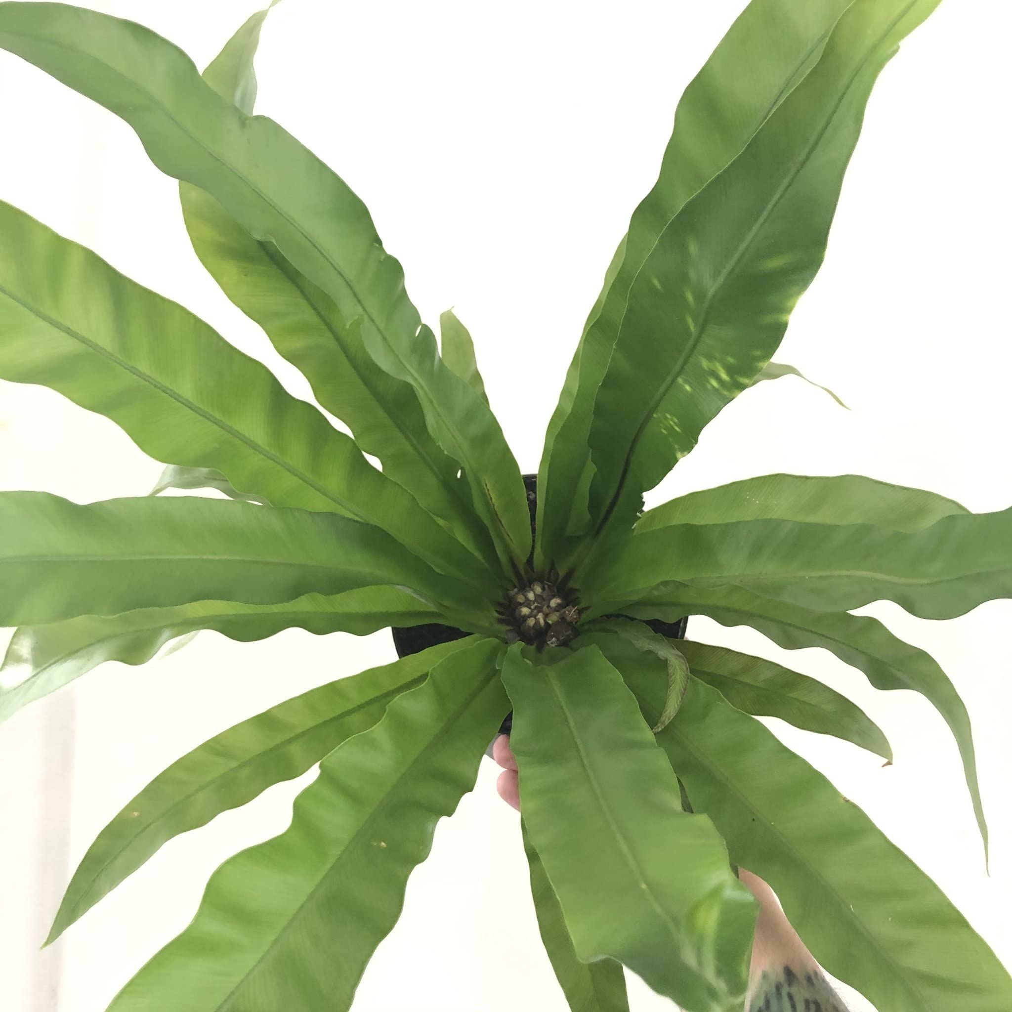 Japanese Bird's Nest Fern (Asplenium Nidus) - 3 Live House Plants in 4 Inch Pots - Easy Care Indoor Fern for Home & Office Decor - Perfect for Living Rooms, Bathrooms & Low Light Spaces