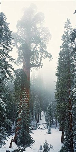 Peel & Stick Wall Murals - Giant Sequoia National Park Wallpaper (18x36 Inches) | Removable Self-Adhesive Decals for Bedroom, Living Room & Office Decor