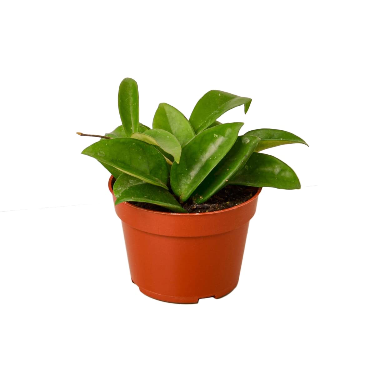 Hoya Carnosa Wax Plant - 6 Inch Potted Live House Plant for Home Decor, Office, and Indoor Gardening | Easy Care, Low Maintenance, Air Purifying