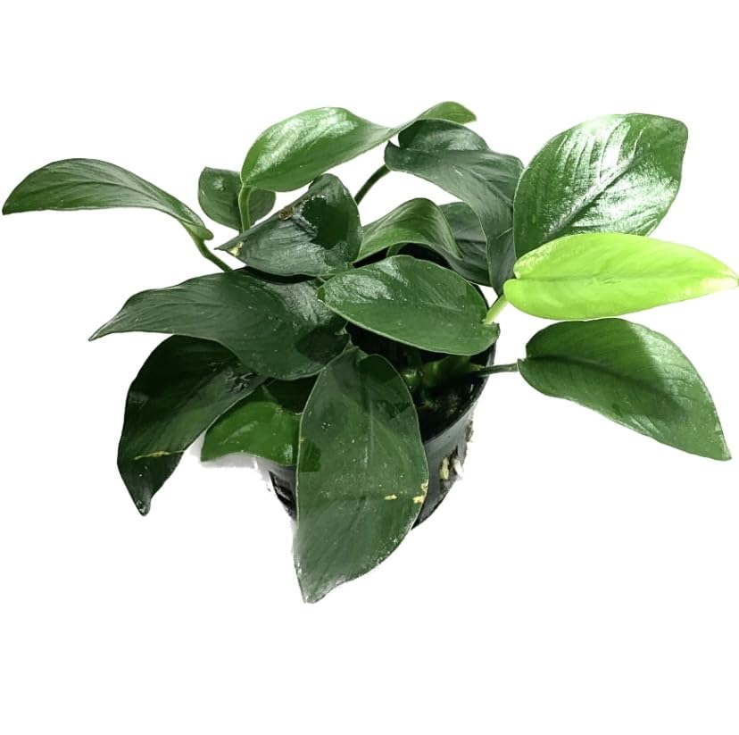 Anubias Barteri Broad Leaf - Easy Live Aquarium Plants for Freshwater Tanks (Buy 2 Get 1 Free) - Perfect for Aquascaping, Fish Tanks & Low-Light Aquatic Environments