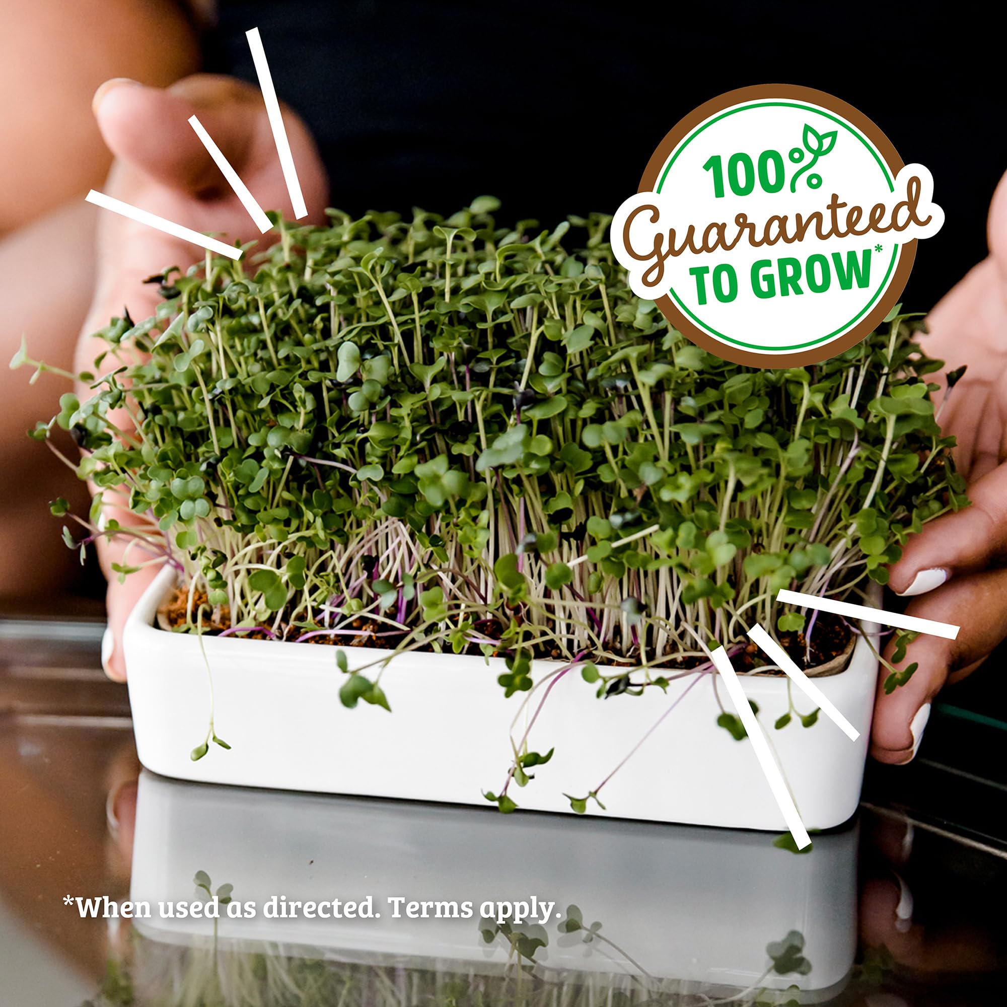 Organic Microgreens Grow Kit with Ceramic Planter - Expandable Soil, Non-GMO Seeds & Germination Lid | Indoor Gardening Starter Kit for Homegrown Salad Greens, Smoothies & Healthy Snacks
