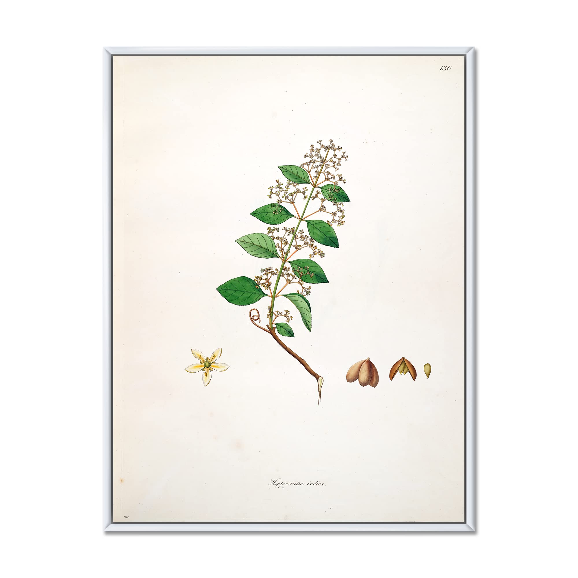 DesignQ Vintage Botanicals I - Farmhouse Framed Canvas Wall Art Print | Botanical Decor for Living Room, Bedroom & Office | Ready to Hang Home Decor