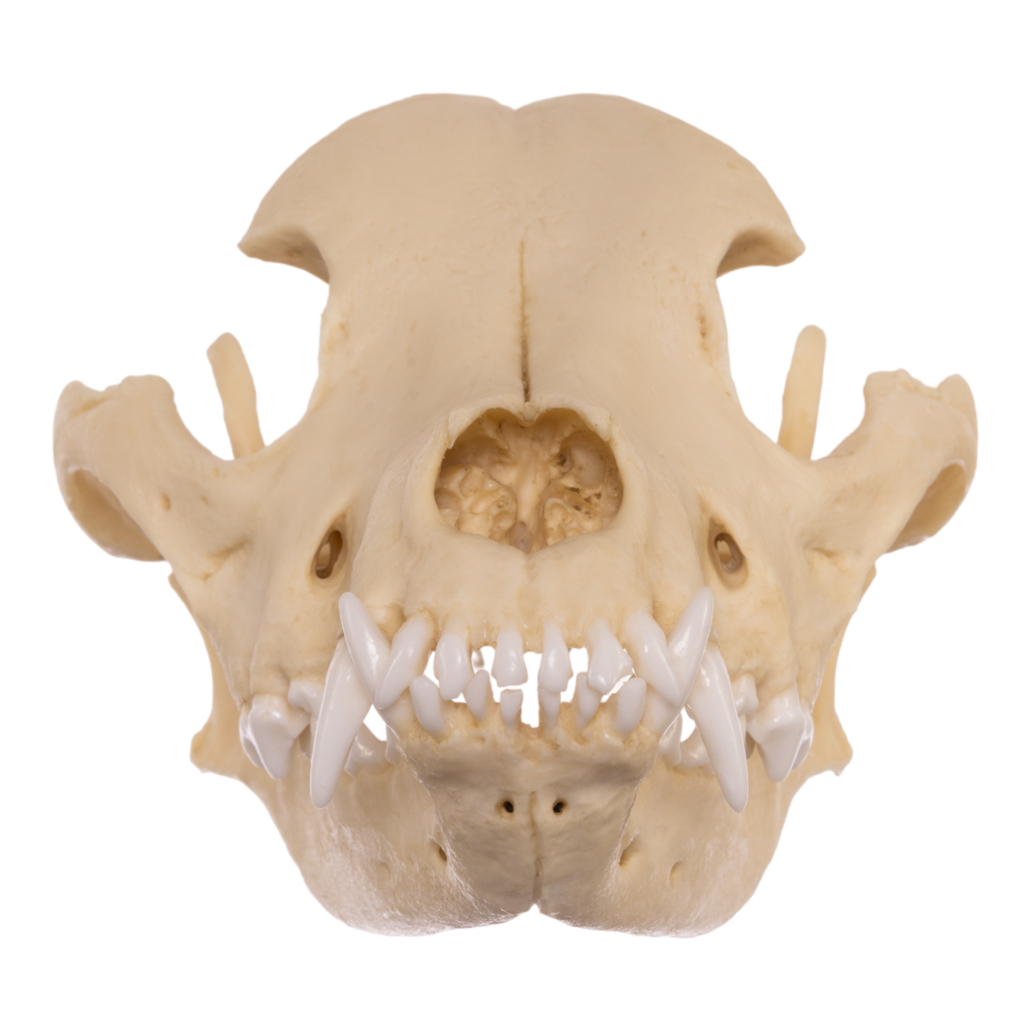 Authentic Pit Bull Dog Skull Replica - Realistic Canine Anatomy Model for Veterinary Study, Halloween Decor, and Educational Displays
