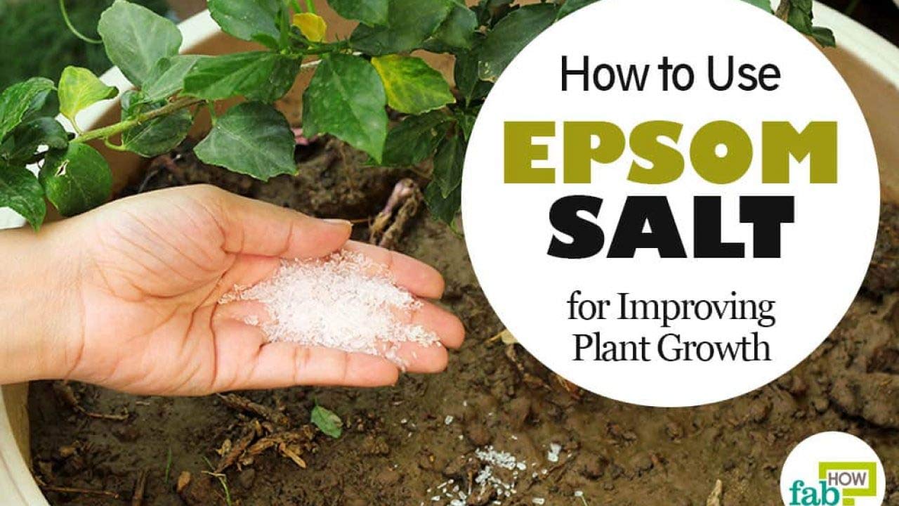 1Kg Epsom Salt for Plants - Magnesium Sulfate Fertilizer for Garden, Lawn & Houseplants | Promotes Growth & Greenery | Organic Gardening Essential