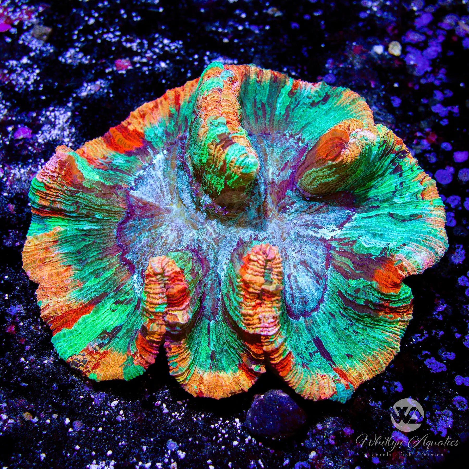 D56 Ultra Rainbow Trachy Coral (~5 Inches) - WYSIWYG Live Coral for Saltwater Aquariums | Perfect for Reef Tanks & Marine Displays