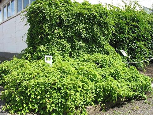 Premium Schisandra Chinensis Seeds (20 Count) - Organic Chinese Magnolia Vine for Home Gardening, Edible Fruit & Herbal Tea | Grow Your Own Superfood for Health & Wellness