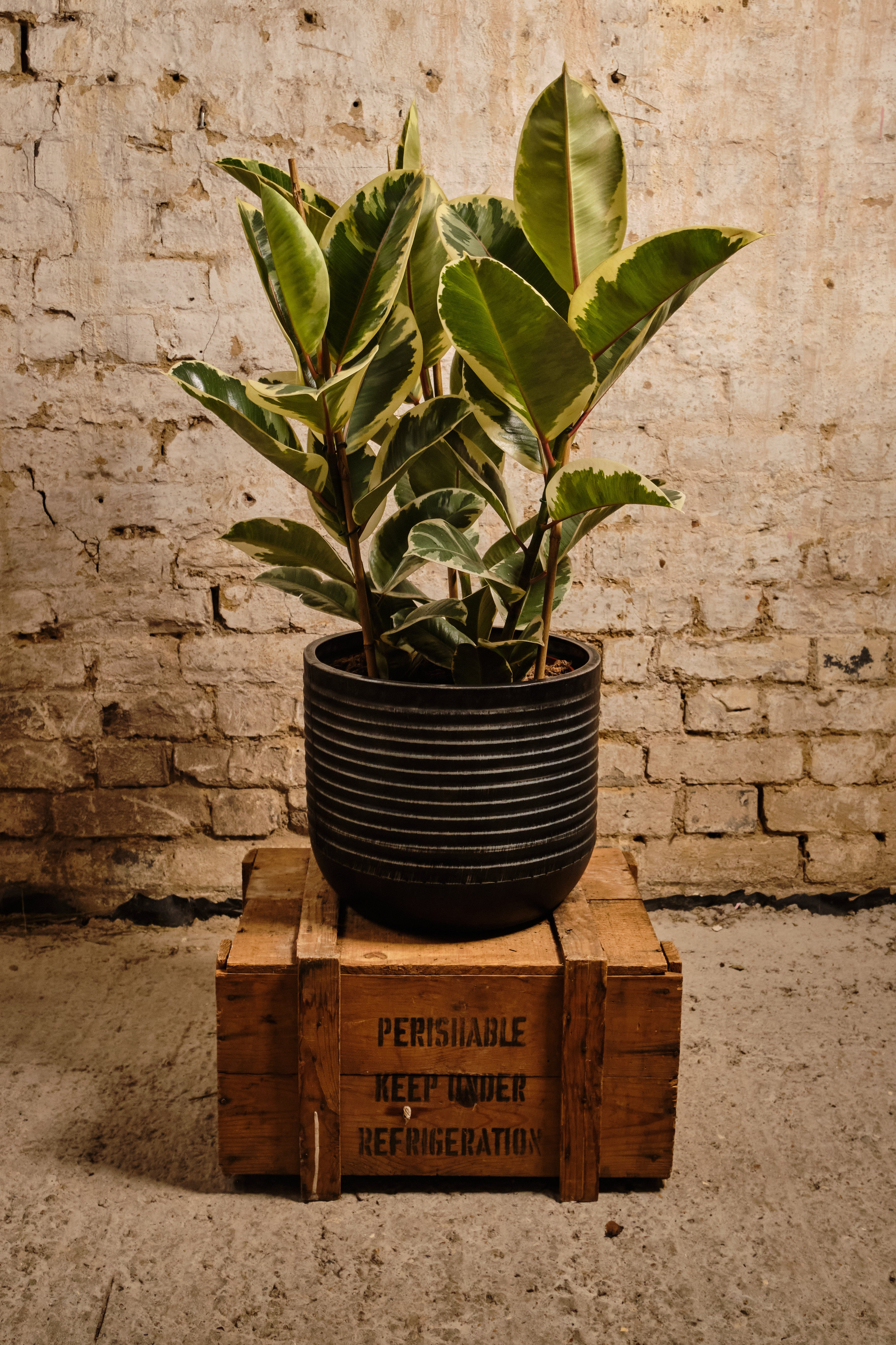 Ficus Elastica Tineke Rubber Plant - Variegated Indoor Houseplant for Home & Office Decor - Perfect for Living Rooms, Bedrooms, and Workspaces