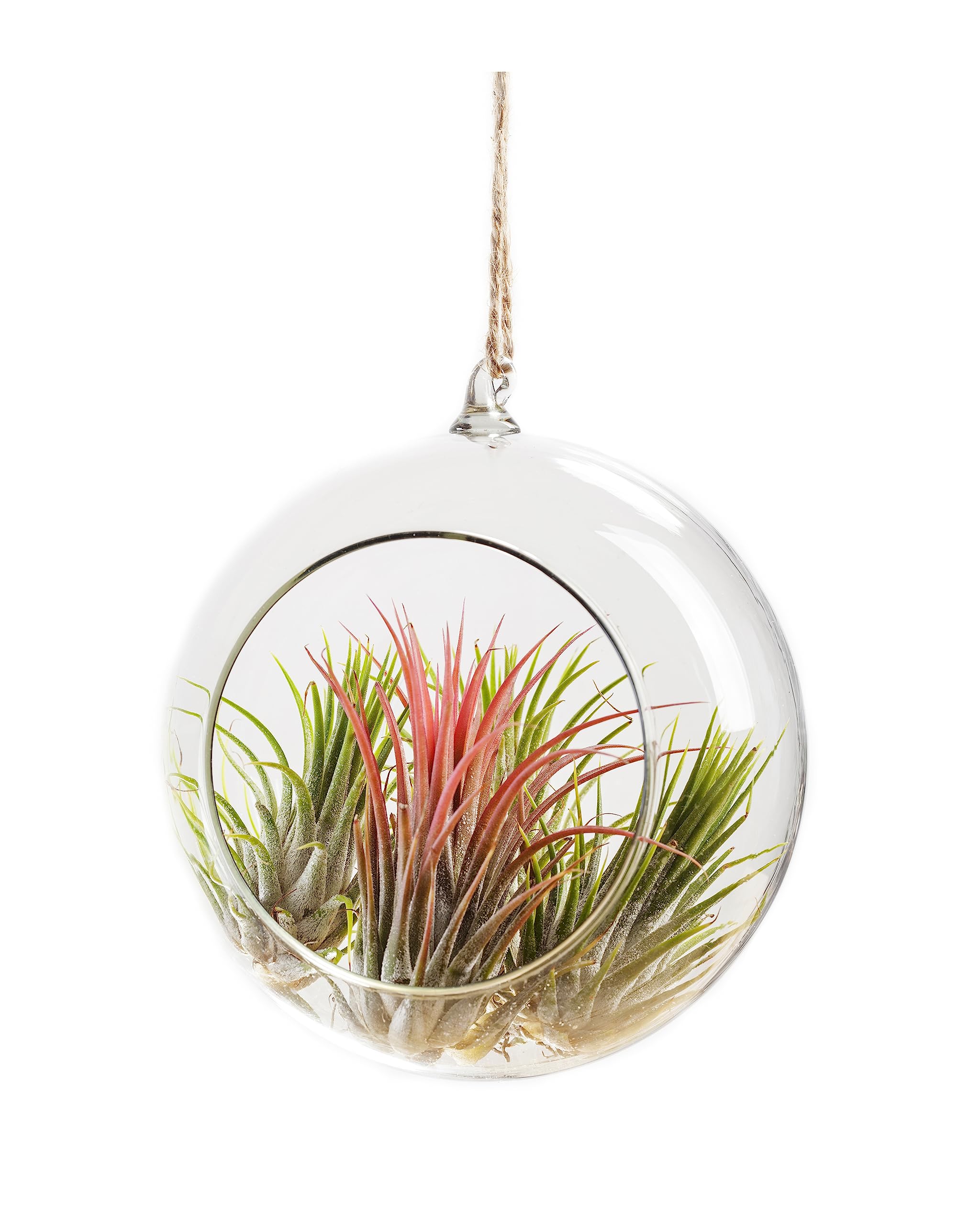 Live Ionantha Tillandsia Air Plants (10 Pack) - Easy Care Indoor Houseplants for Terrariums, Plant Holders & Home Decor | Perfect for Offices, Gifts & DIY Garden Projects