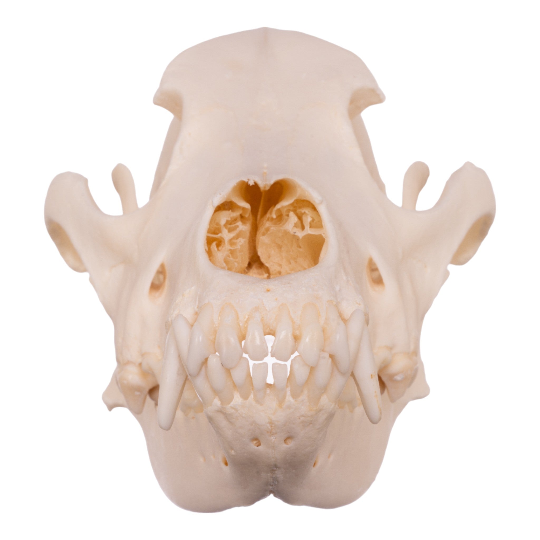 Authentic Real Domestic Dog Skull - Husky Breed Canine Specimen for Veterinary Study, Taxidermy & Gothic Decor