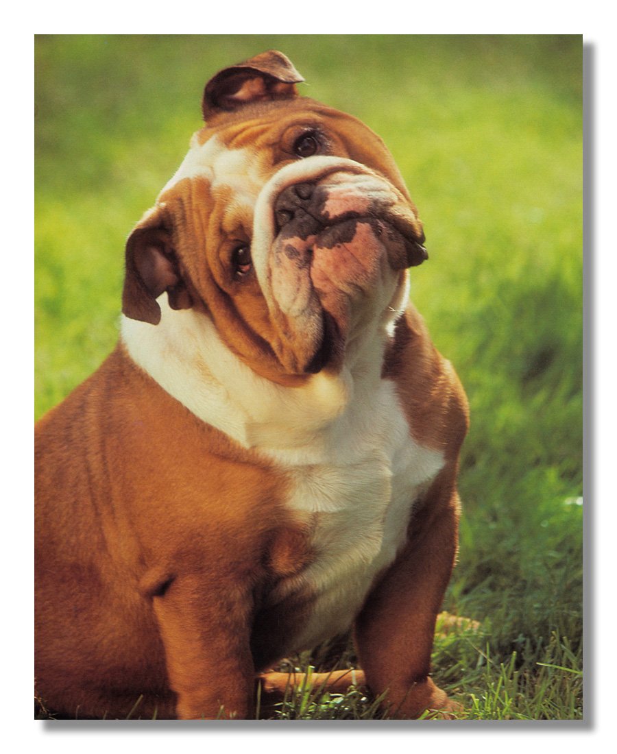 Big Fat Bulldog Head Tilted Sitting in Grass - Framed Wall Art Print with Mat - Home & Office Decor for Dog Lovers