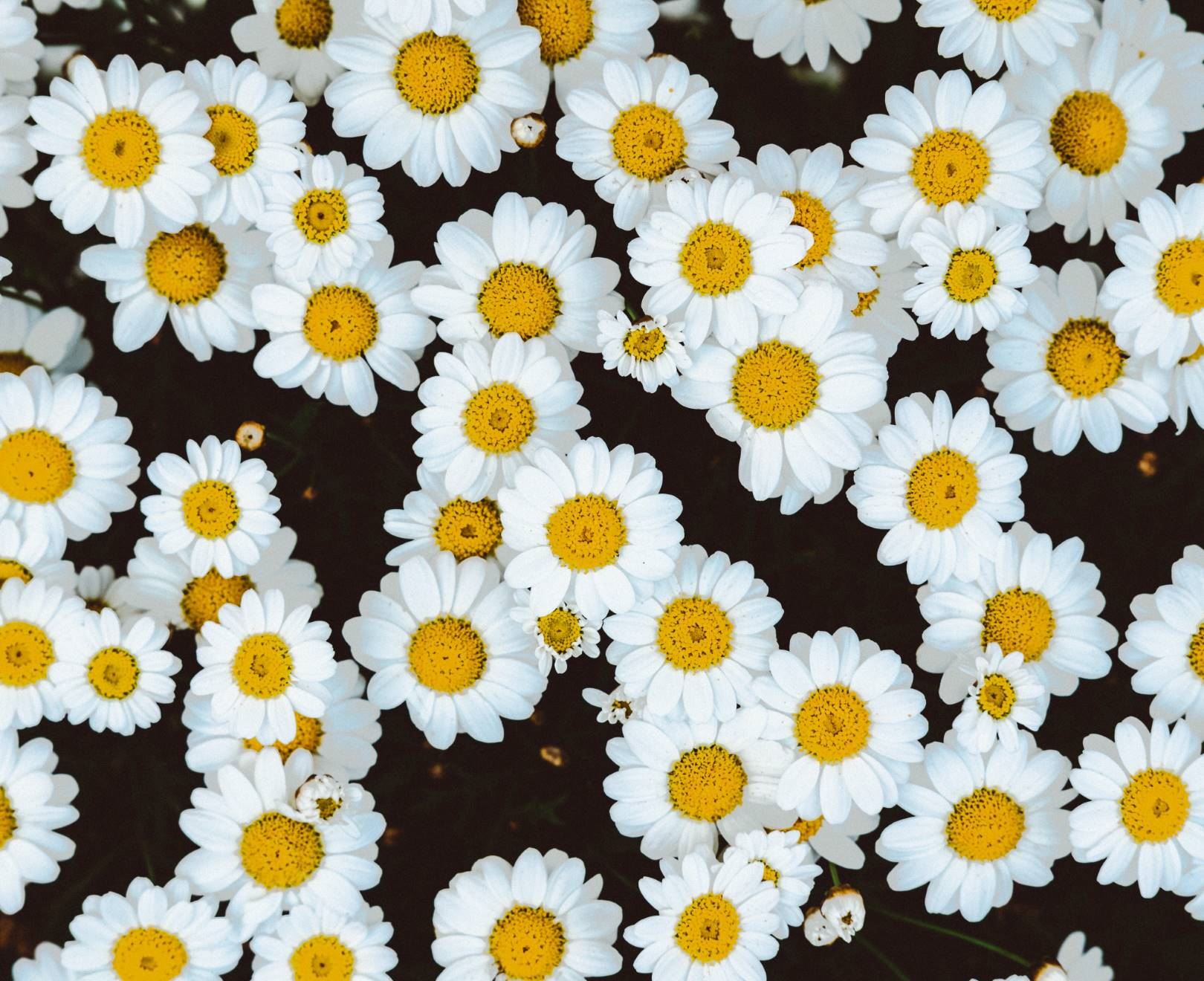 Fresh Daisies Bouquet - Beautiful White & Yellow Daisy Flowers for Home Decor, Wedding Centerpieces, and Gift Giving