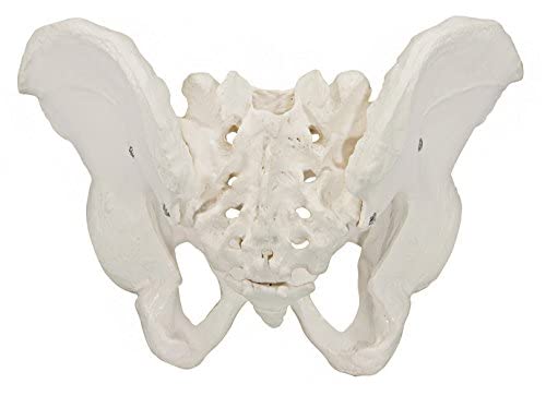 Axis Scientific Human Skeletal Pelvis Anatomy Model Set - 2 Piece Male & Female Pelvic Bones for Medical Education, Physical Therapy Training, and Anatomy Study | Perfect for Classrooms, Labs, and Healthcare Professionals