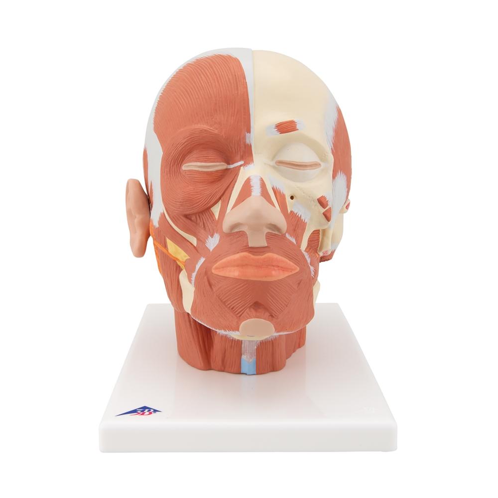 Human Head and Neck Musculature Anatomy Model - Detailed Medical Study Tool for Students & Professionals | Perfect for Classroom, Lab & Healthcare Training