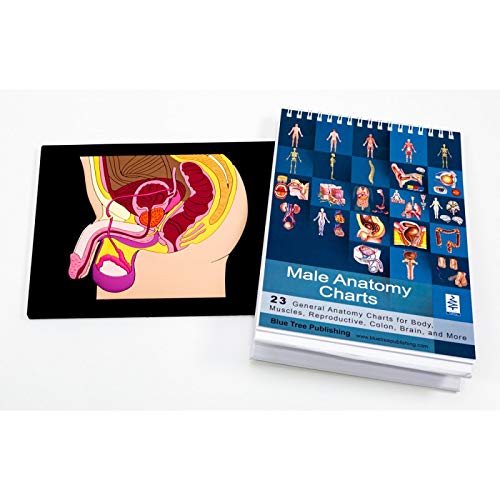 Blue Tree Publishing Male Reproductive System Anatomy Charts - Desk Flip Chart & Model for Medical Students, Doctors & Educators - Perfect for Classrooms, Clinics & Study Sessions