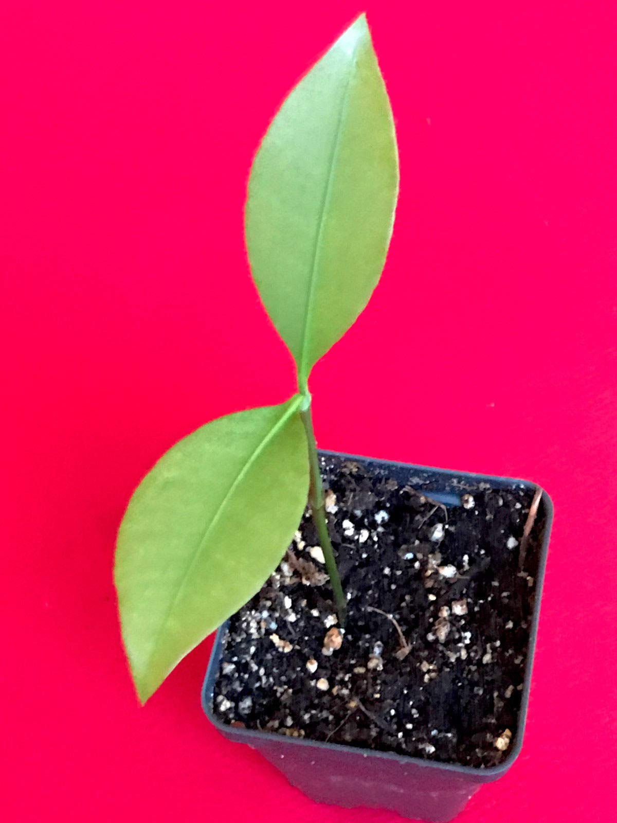 Lemon Drop Mangosteen Garcinia Intermedia Yellow Tropical Fruit Tree Plant - Rare Exotic Fruit Tree for Home Garden & Landscaping - Perfect for Tropical Climate Gardens, Backyard Orchards, and Fresh Fruit Lovers