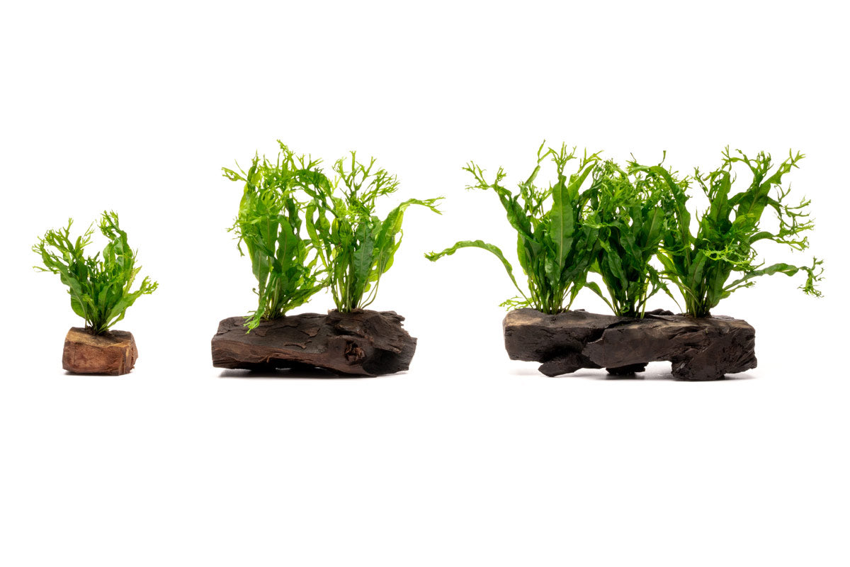Microsorum Pteropus Windelov Java Fern on Driftwood - Perfect for Aquascaping & Tropical Fish Tanks