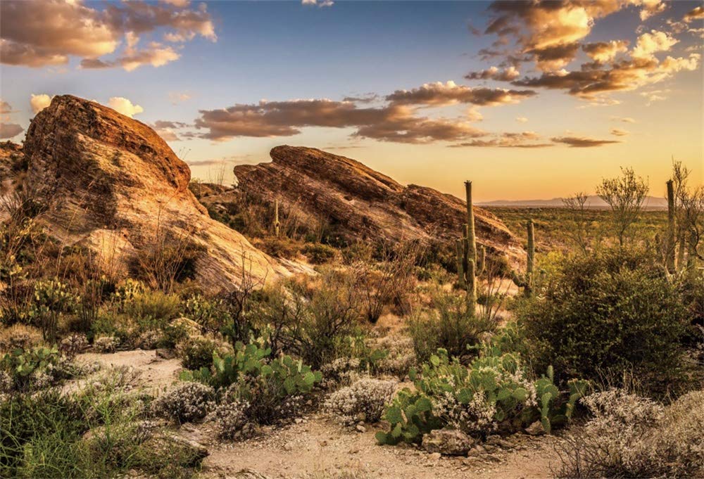 AOFOTO 7x5ft Saguaro National Park Sunset Backdrop - Sonoran Desert Landscape Photography Background with Javelina & Rock Formations | Studio Vinyl Props for Western Wilderness Scenes, Portrait & Event Photography