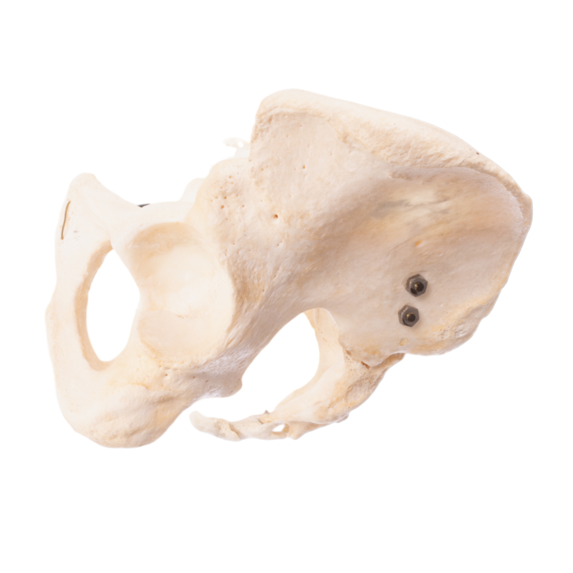Real Human Pelvis, Sacrum, and Coccyx Articulated - Anatomical Model for Medical Education, Study, and Display