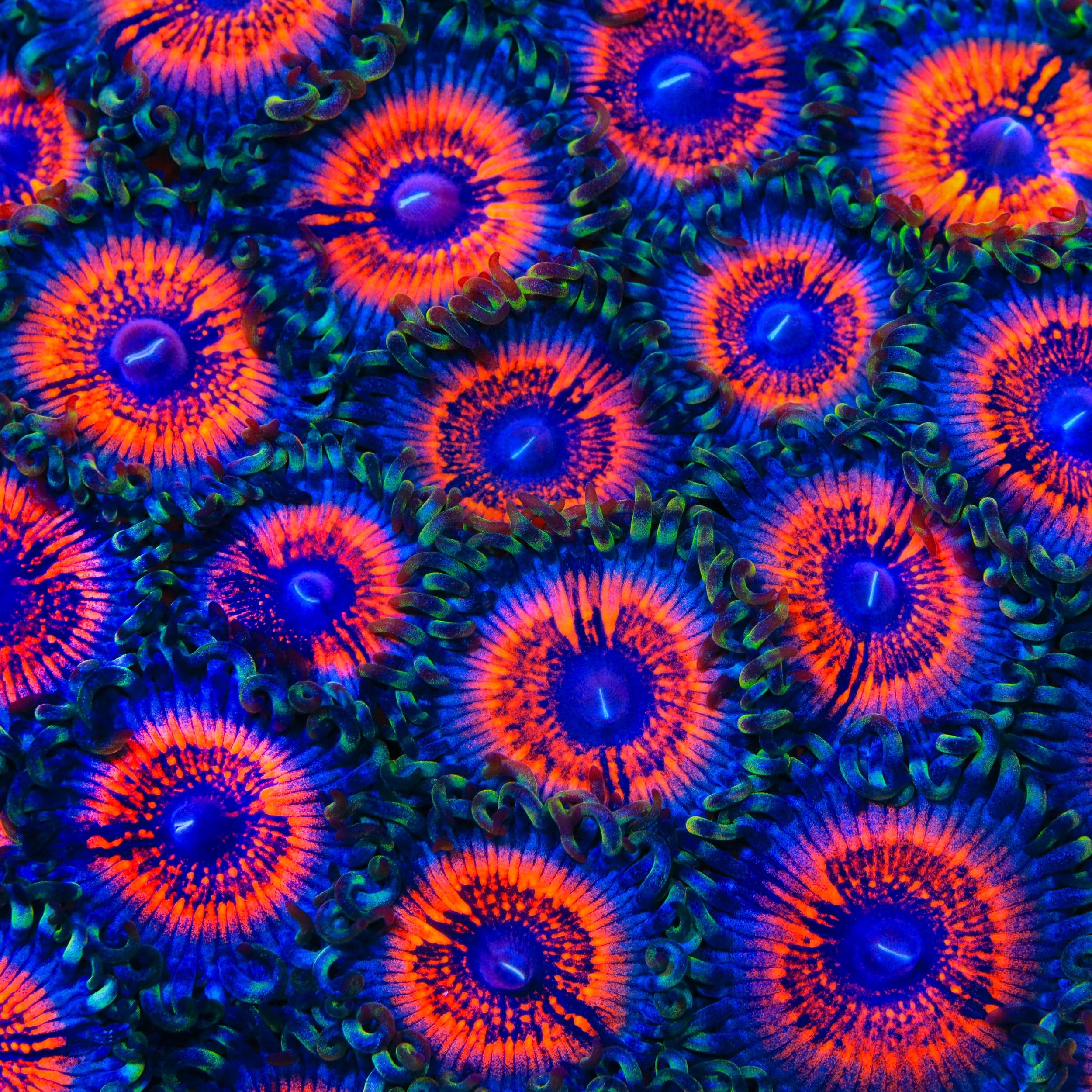 Armor of God Zoanthid Coral - Vibrant Saltwater Aquarium Coral for Reef Tanks | Perfect for Marine Aquascaping & Coral Propagation