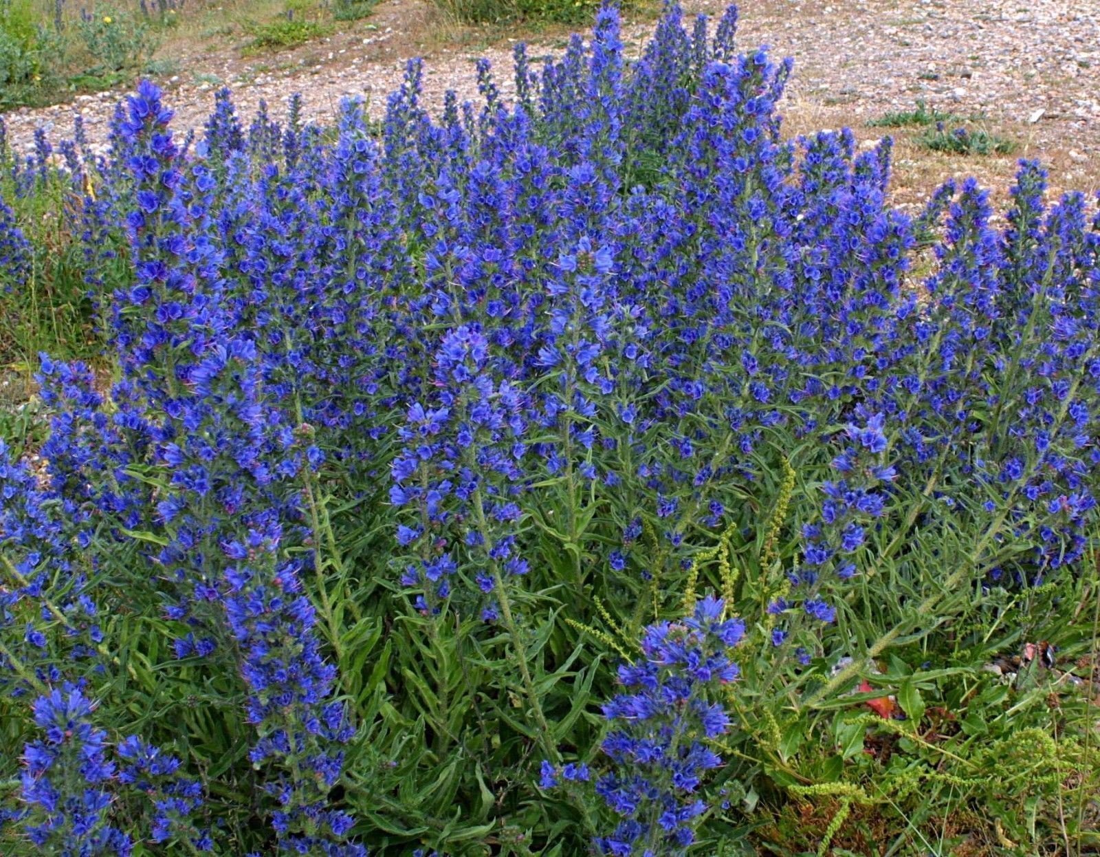 100 Echium vulgare 'Vipers Bugloss' Seeds - British & Irish Wildflower for Pollinator Gardens, Cottage Gardens & Natural Landscaping