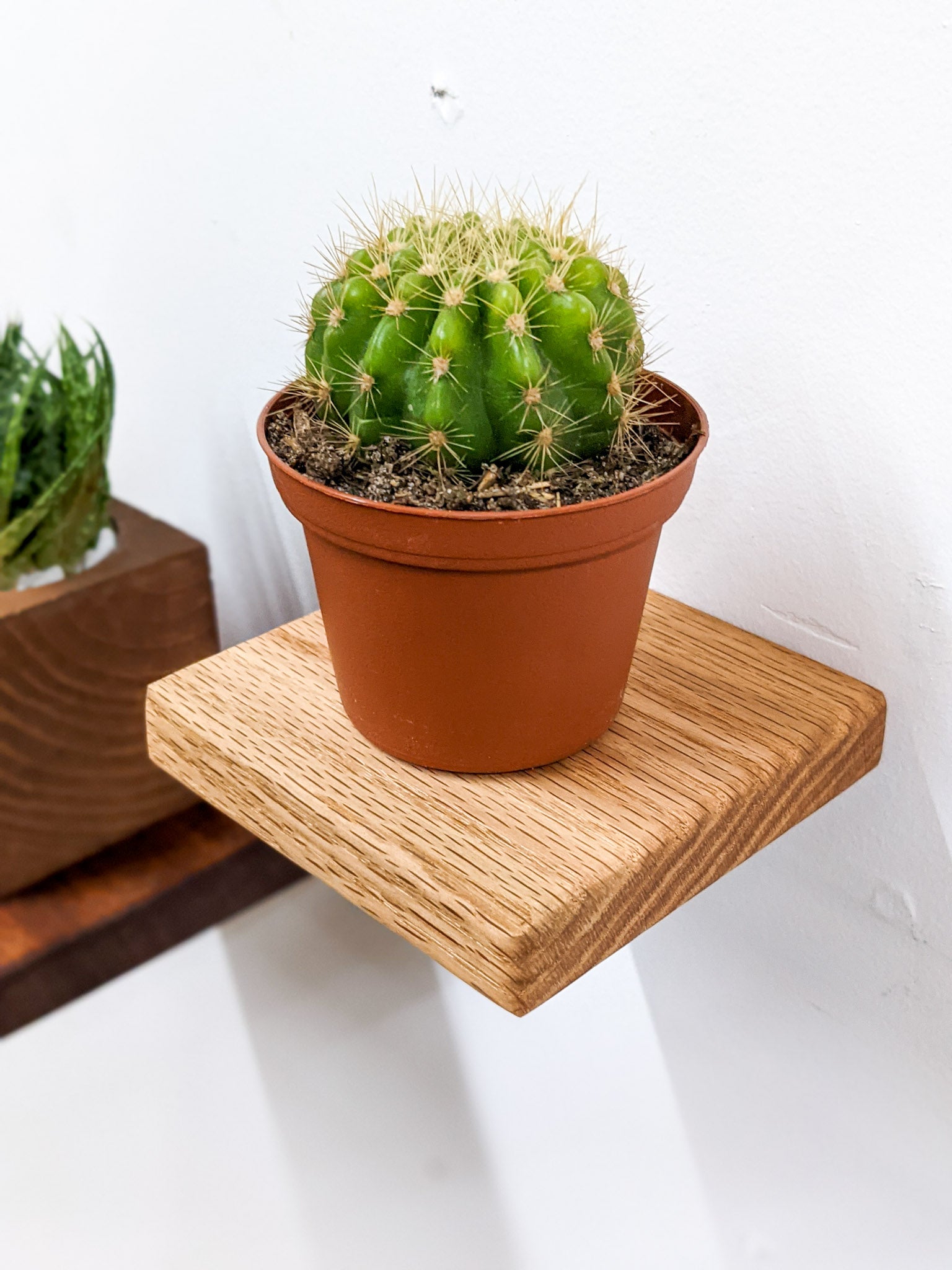Oak Small Square Display Shelf - Perfect for Home Decor, Retail Stores, and Office Organization