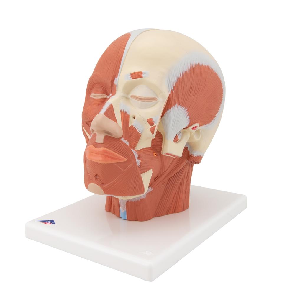 Human Head and Neck Musculature Anatomy Model - Detailed Medical Study Tool for Students & Professionals | Perfect for Classroom, Lab & Healthcare Training