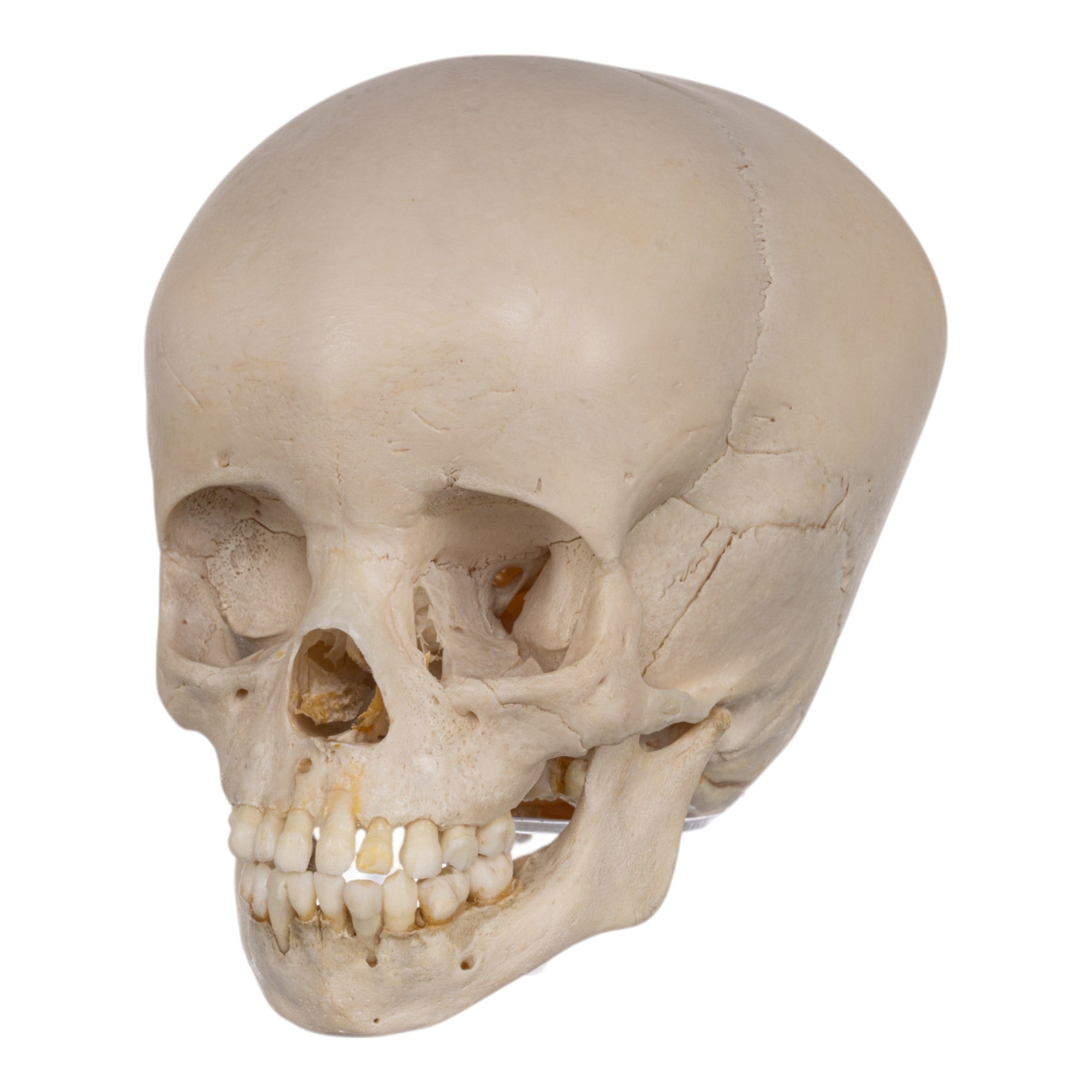 Authentic Human Child Skull Replica - Medical Education & Forensic Study Specimen for Anatomy Classes, Halloween Decor, and Horror Movie Props