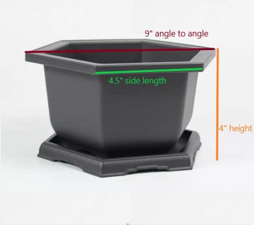 3-Pack Medium Plastic Hexagonal Bonsai Training Pots with Drainage Holes & Matching Trays + 12 T-Shaped Plant Markers - Perfect for Indoor Herb Gardens, Succulent Arrangements & Bonsai Tree Cultivation