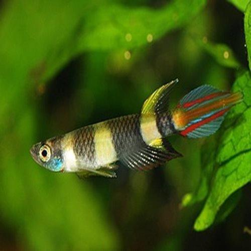 Clown Killifish (Epiplatys annulatus) - Live Aquarium Fish for Freshwater Tanks | Perfect for Nano Aquariums & Community Tanks