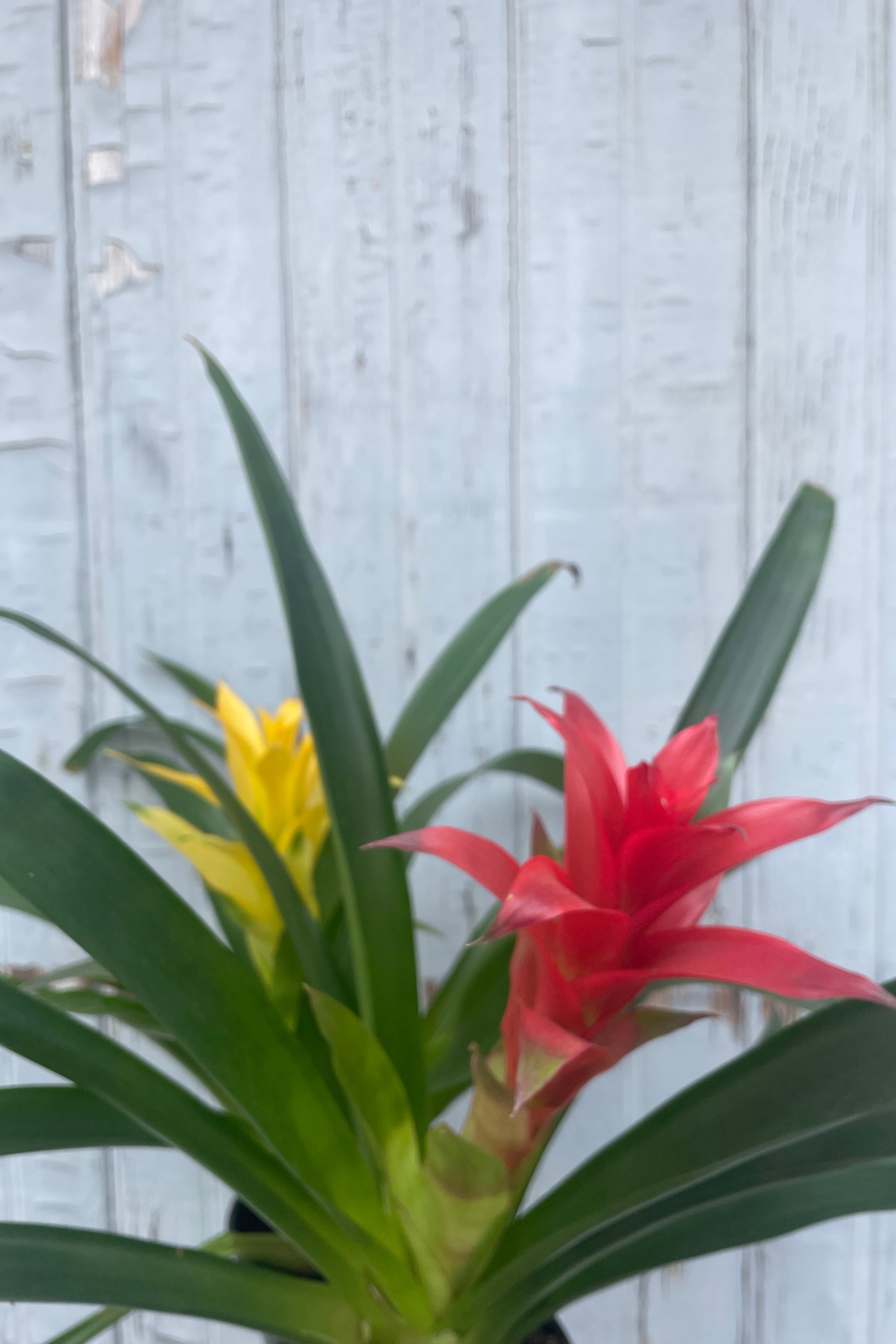 Bromeliad Plant - 5 Pack Live Air Plants for Home & Office Decor - Perfect for Terrariums, Wall Displays, and Indoor Greenery