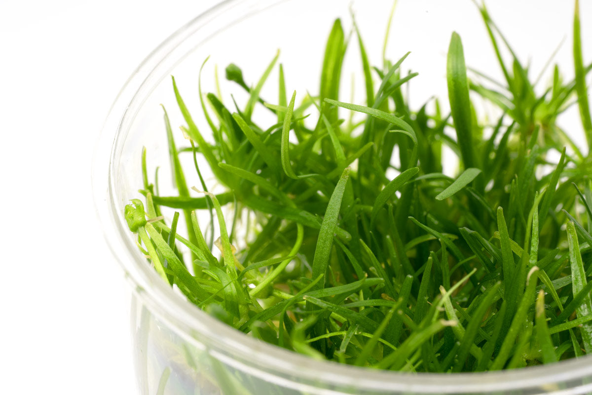 Echinodorus Tenellus - Dwarf Hairgrass Aquarium Plant for Freshwater Fish Tanks | Perfect for Aquascaping, Foreground Planting & Nano Tanks
