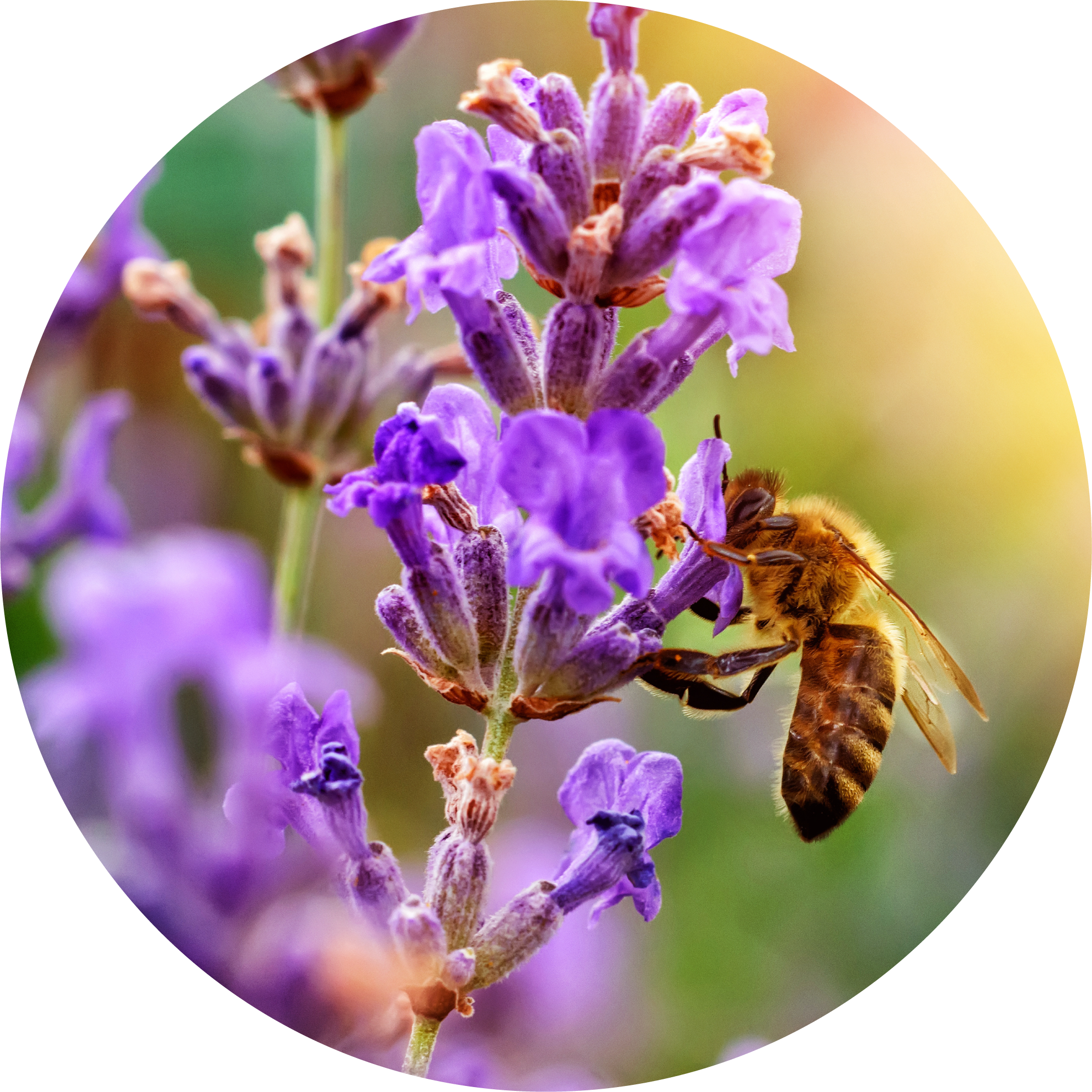 Premium French Fine Lavender Essential Oil - 100% Pure & Natural for Aromatherapy, Relaxation & Skin Care - Perfect for Diffusers, Massage & DIY Beauty Products