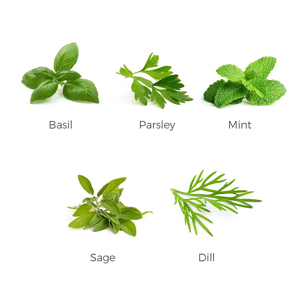 Organic Herb Garden Seeds Collection - 5 Culinary Herb Seeds Pack: Basil, Parsley, Mint, Sage & Dill | Non-GMO Heirloom Seeds for Planting | Perfect for Indoor Herb Gardens, Kitchen Windowsills & Outdoor Gardening