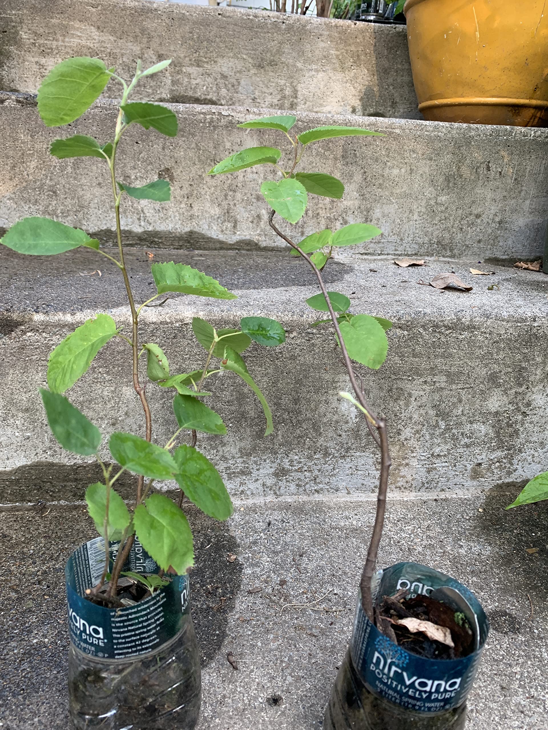 1-2 Year Old Saskatoon Serviceberry (Amelanchier) Bare Root Dormant Plant - Juneberry Shrub for Landscaping, Edible Berries & Wildlife Gardens