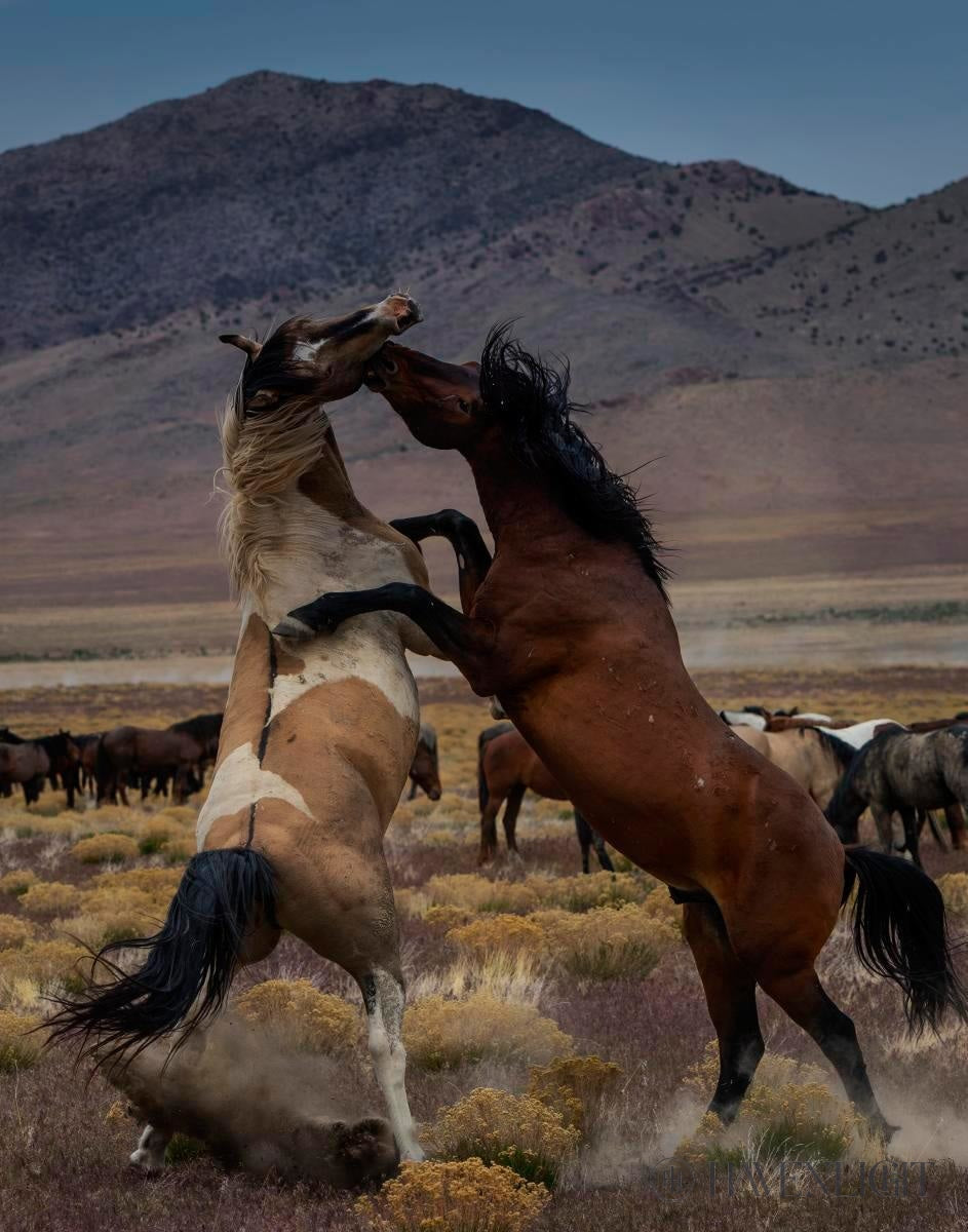 Desert Duel 1 by Greg Sargent - Western Adventure Novel for Adults | Perfect for Book Clubs, Gifts & Western Fiction Fans