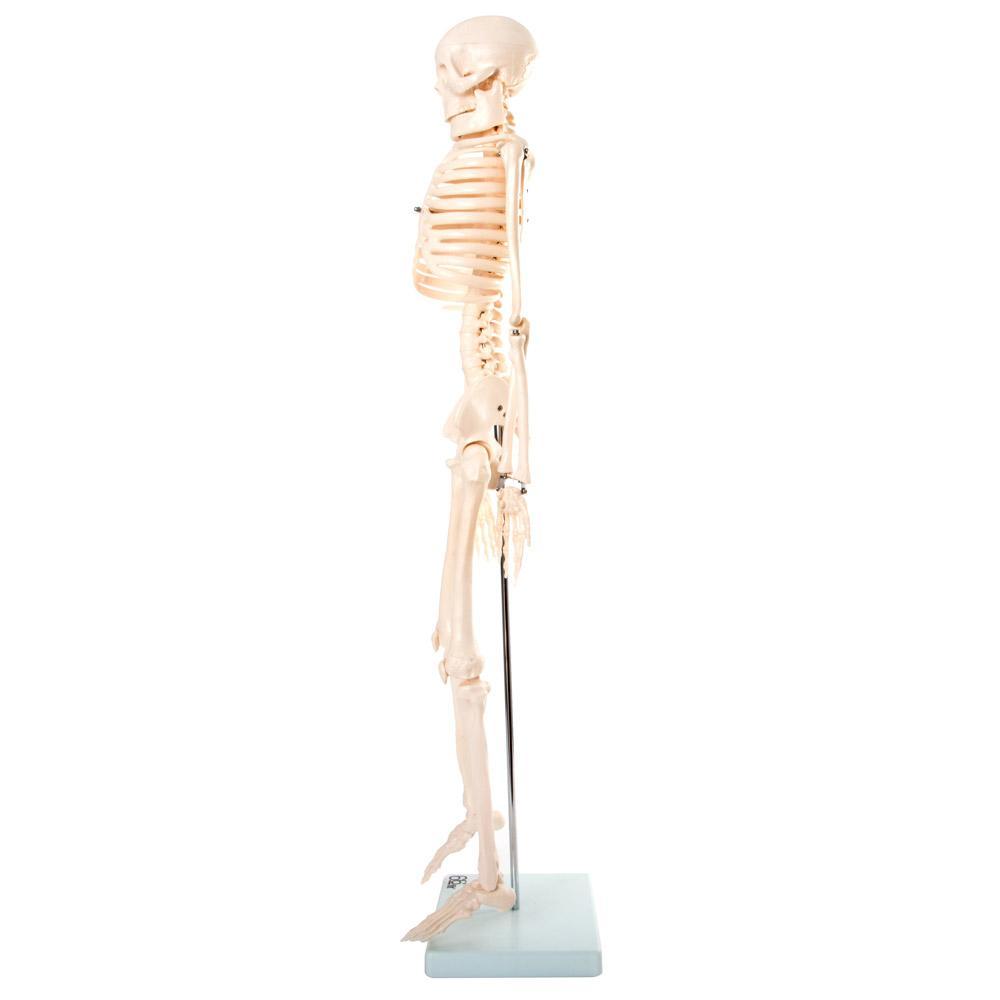 66fit Medium Anatomical Skeleton Model - 85cm Human Body Skeleton for Medical Study, Science Classroom & Halloween Decor | Perfect for Students, Teachers & Doctors