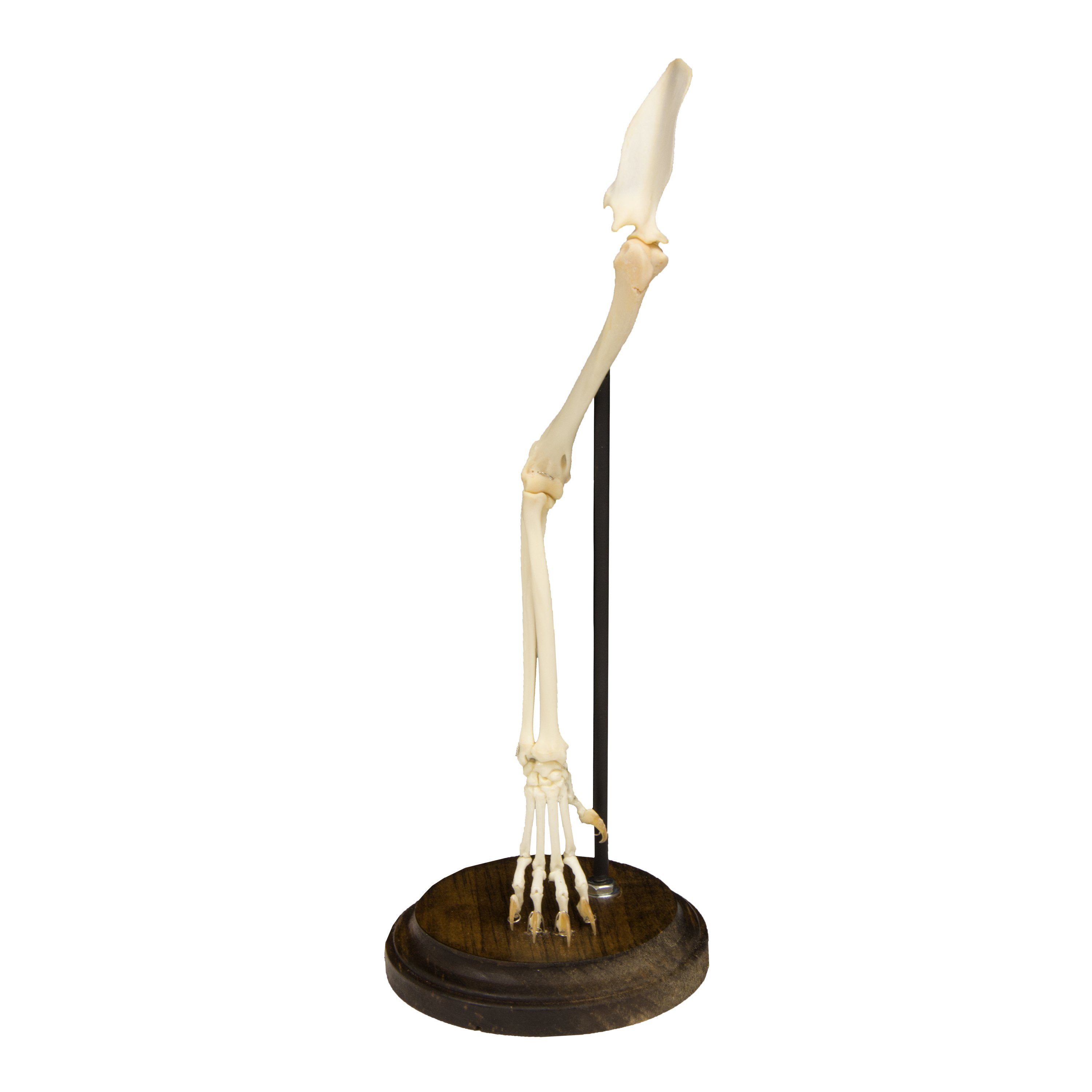 Realistic Articulated Cat Forelimb Model - Perfect for Veterinary Training, Taxidermy & Anatomy Study